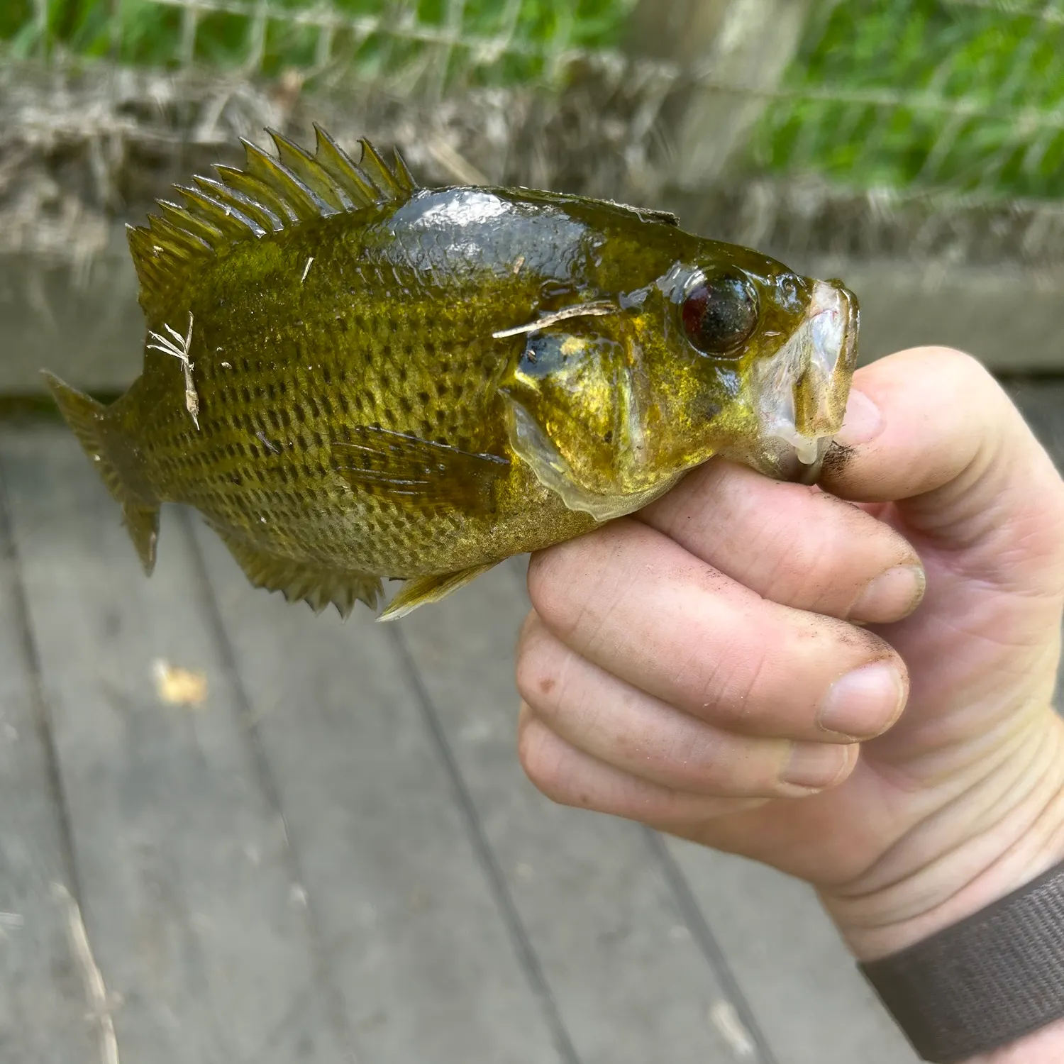 catch