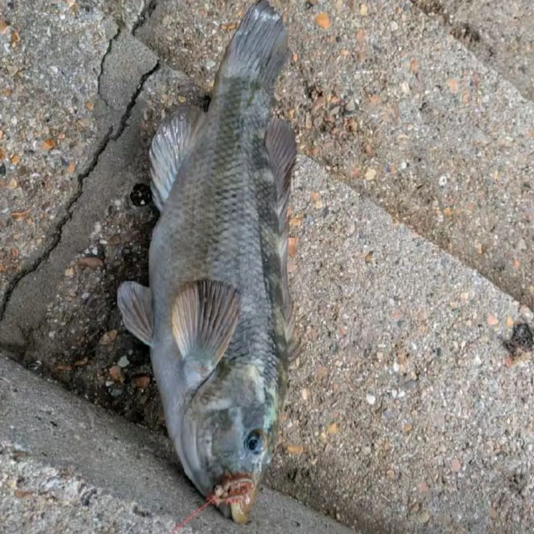 The most recent Ballan wrasse catches on Fishbrain