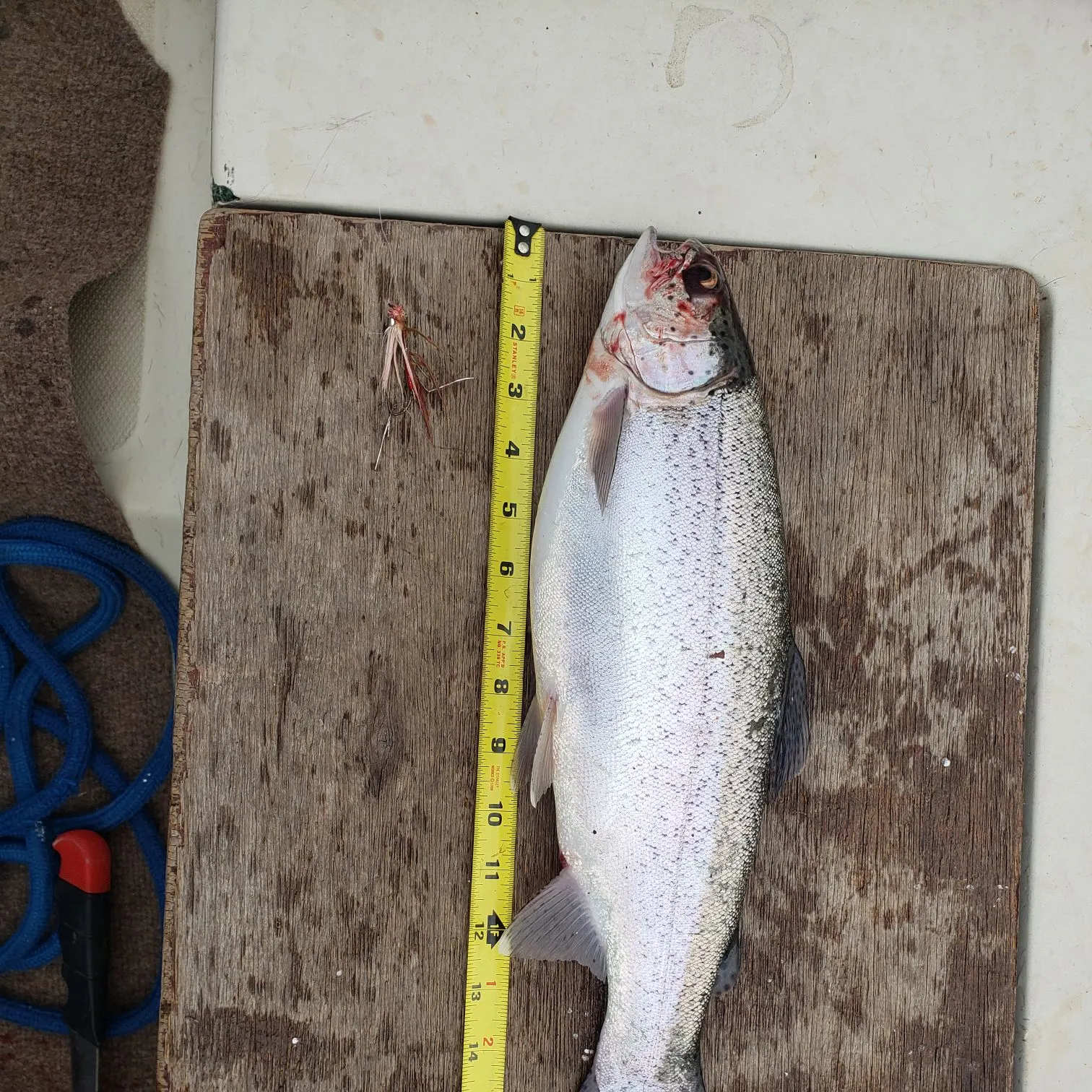 recently logged catches