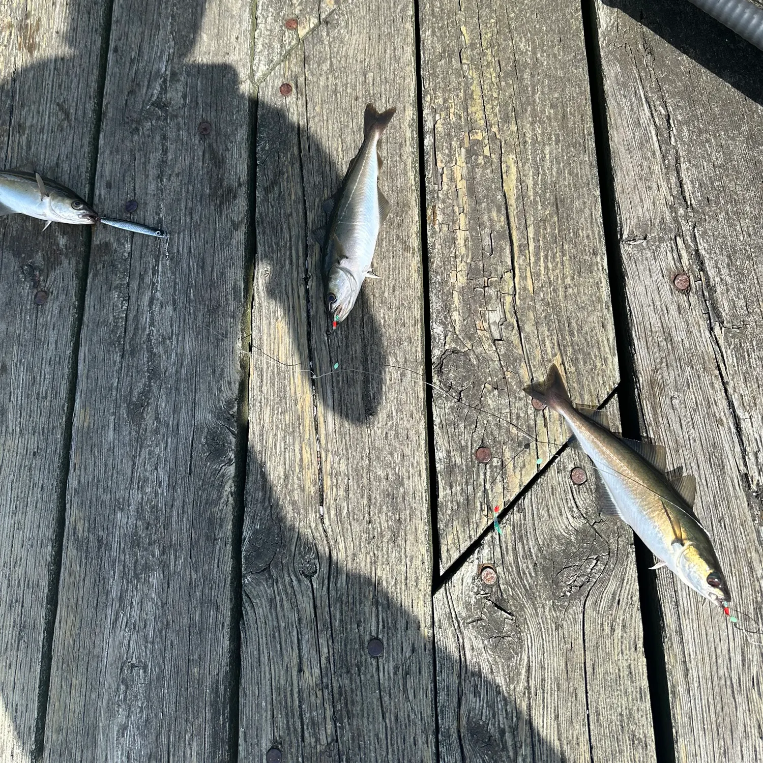 The most recent Pollack catches on Fishbrain