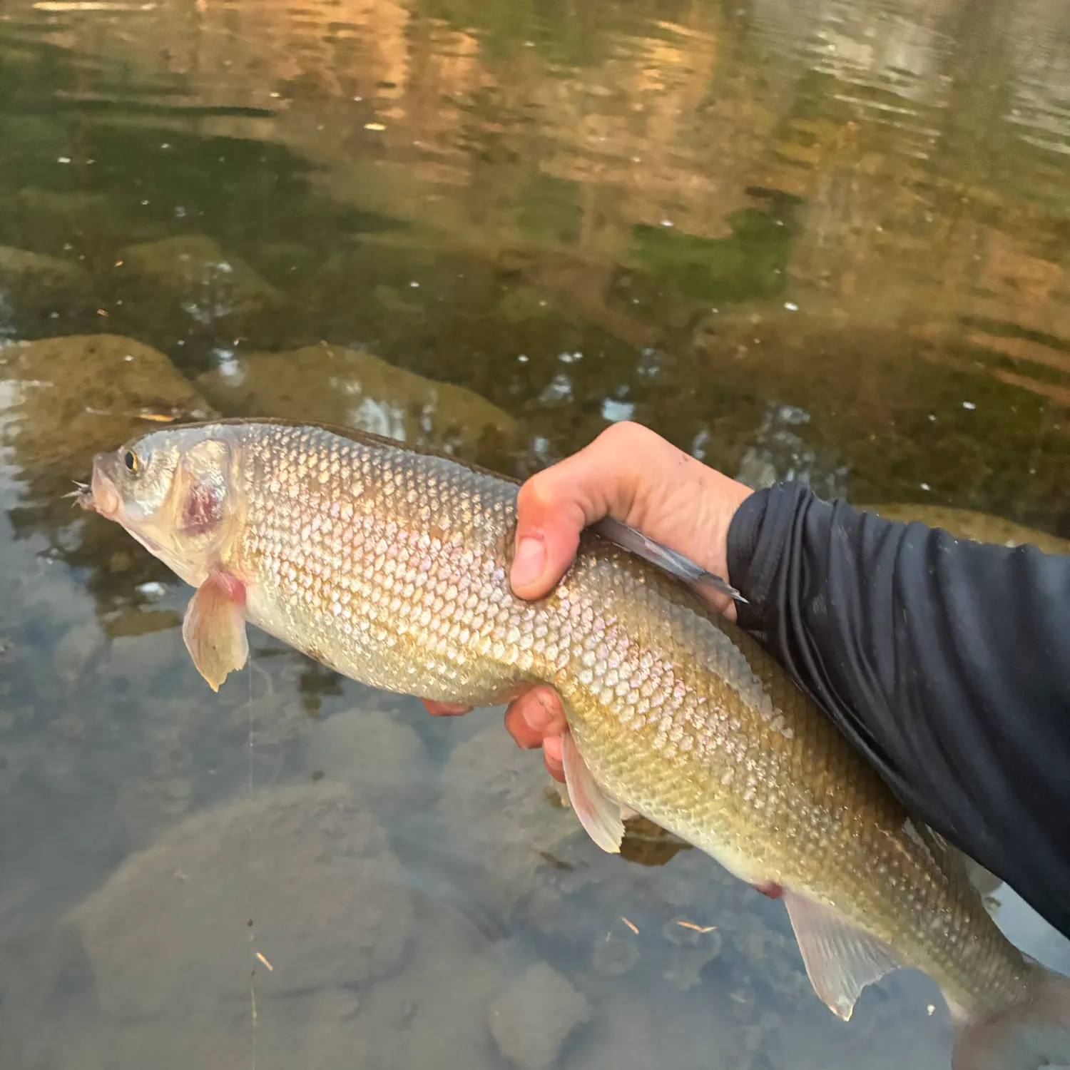 Mountain whitefish caught on Fishbrain