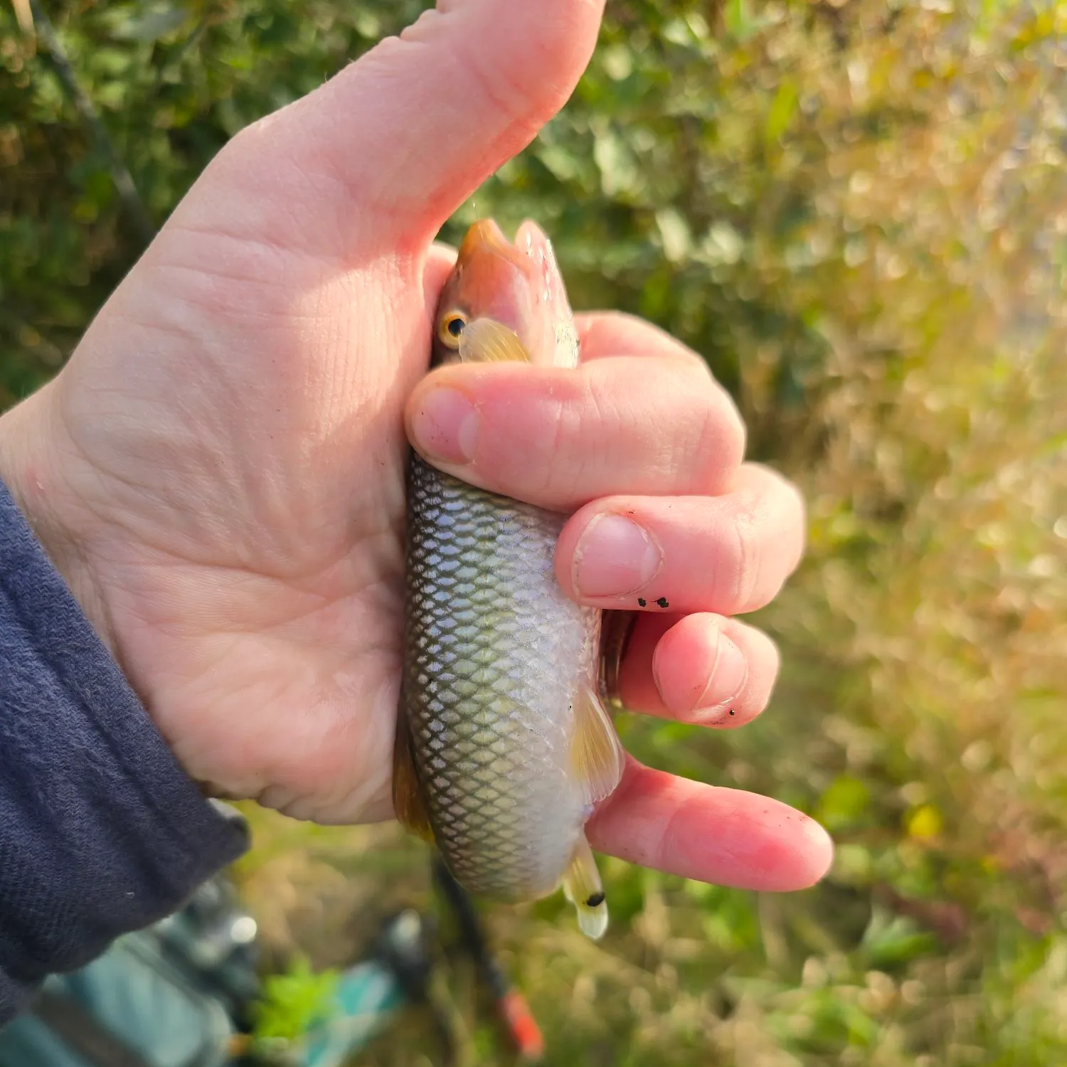 River chub caught on Fishbrain