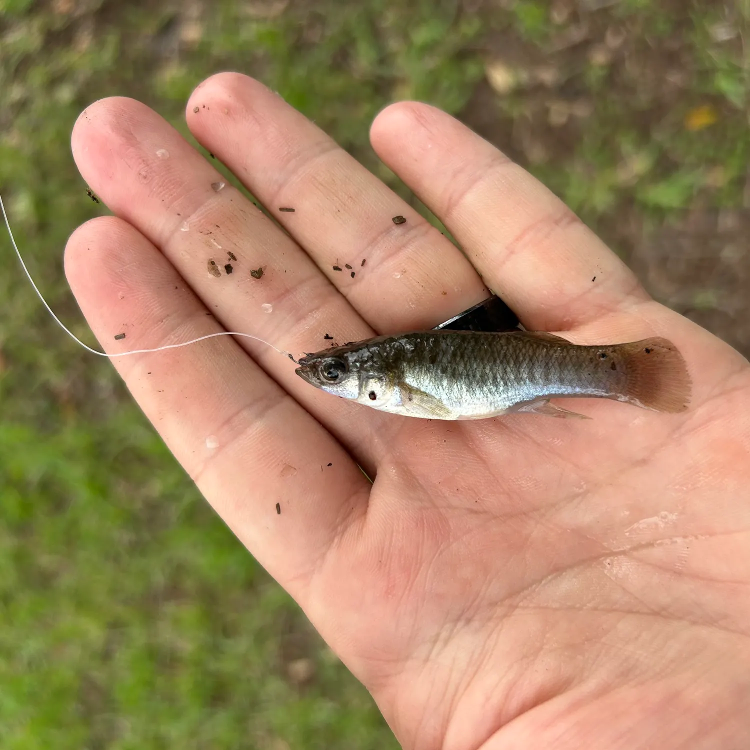 The most recent Mummichog catches on Fishbrain
