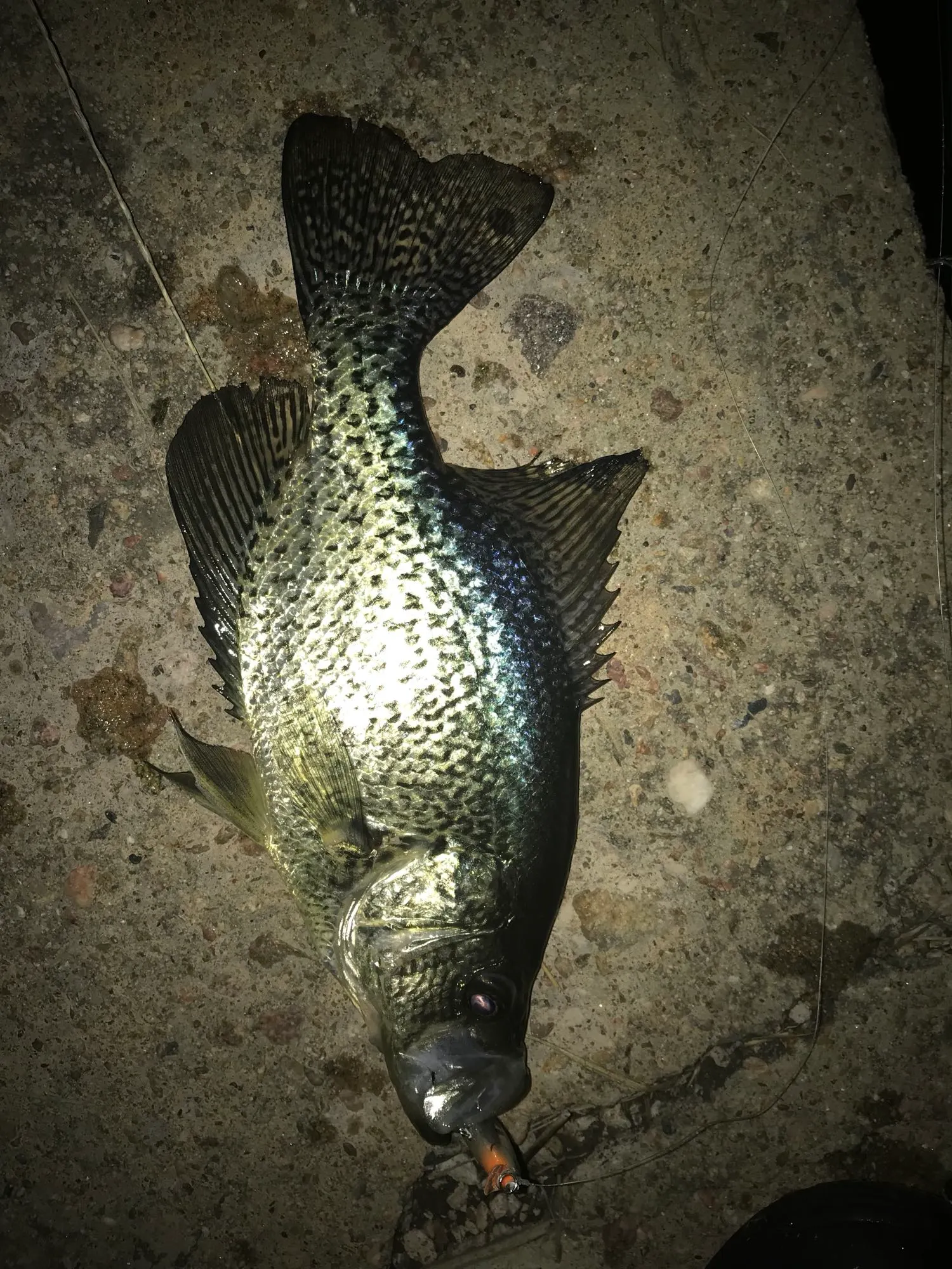 Post image from koreilly1862