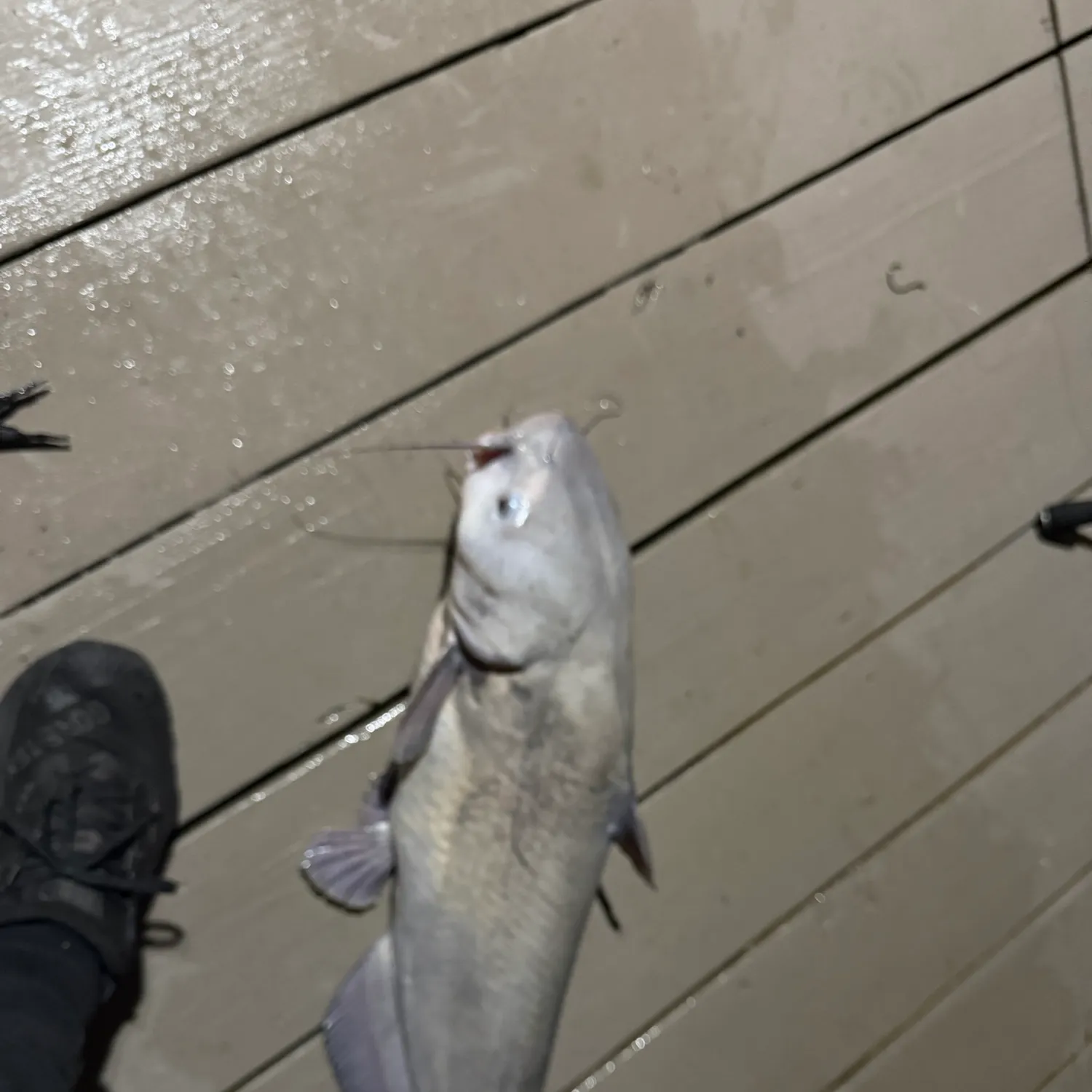 Blue catfish caught on Fishbrain
