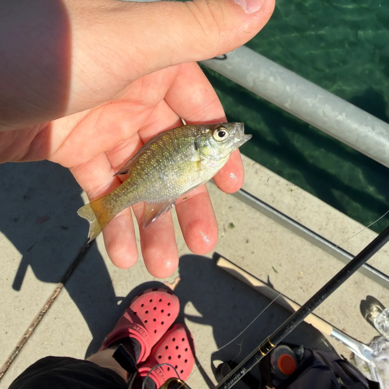 The most recent White croaker catches on Fishbrain