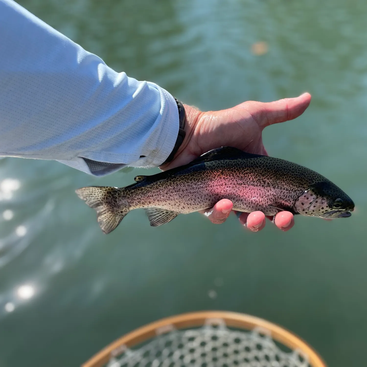 Rainbow trout caught on Fishbrain