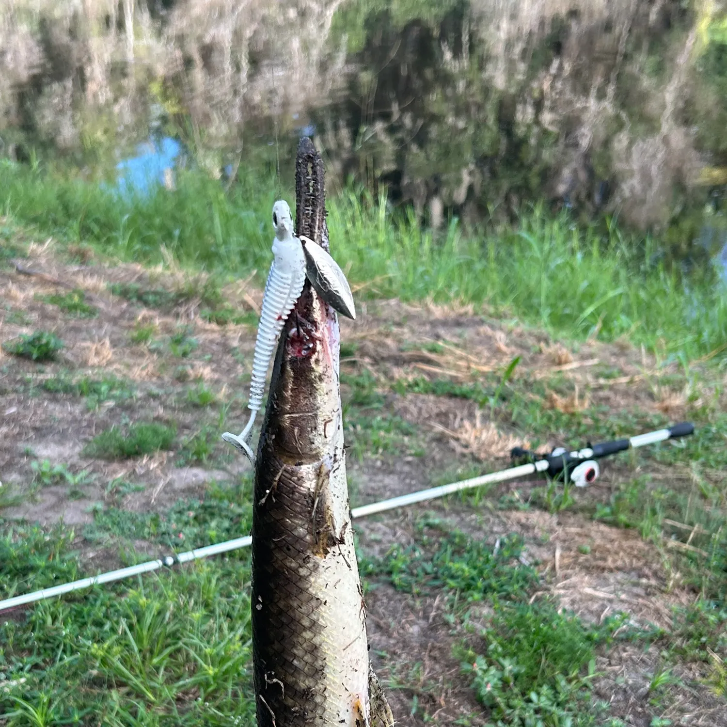 Florida gar caught on Fishbrain