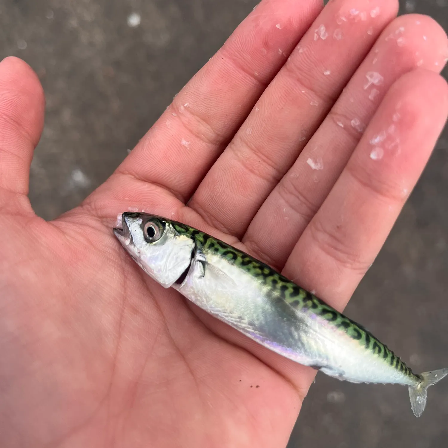 Atlantic mackerel caught on Fishbrain