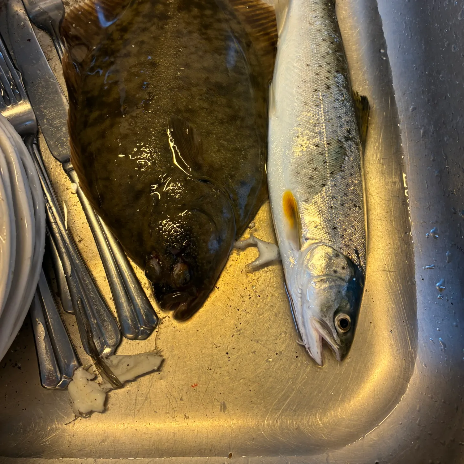 Steelhead caught on Fishbrain