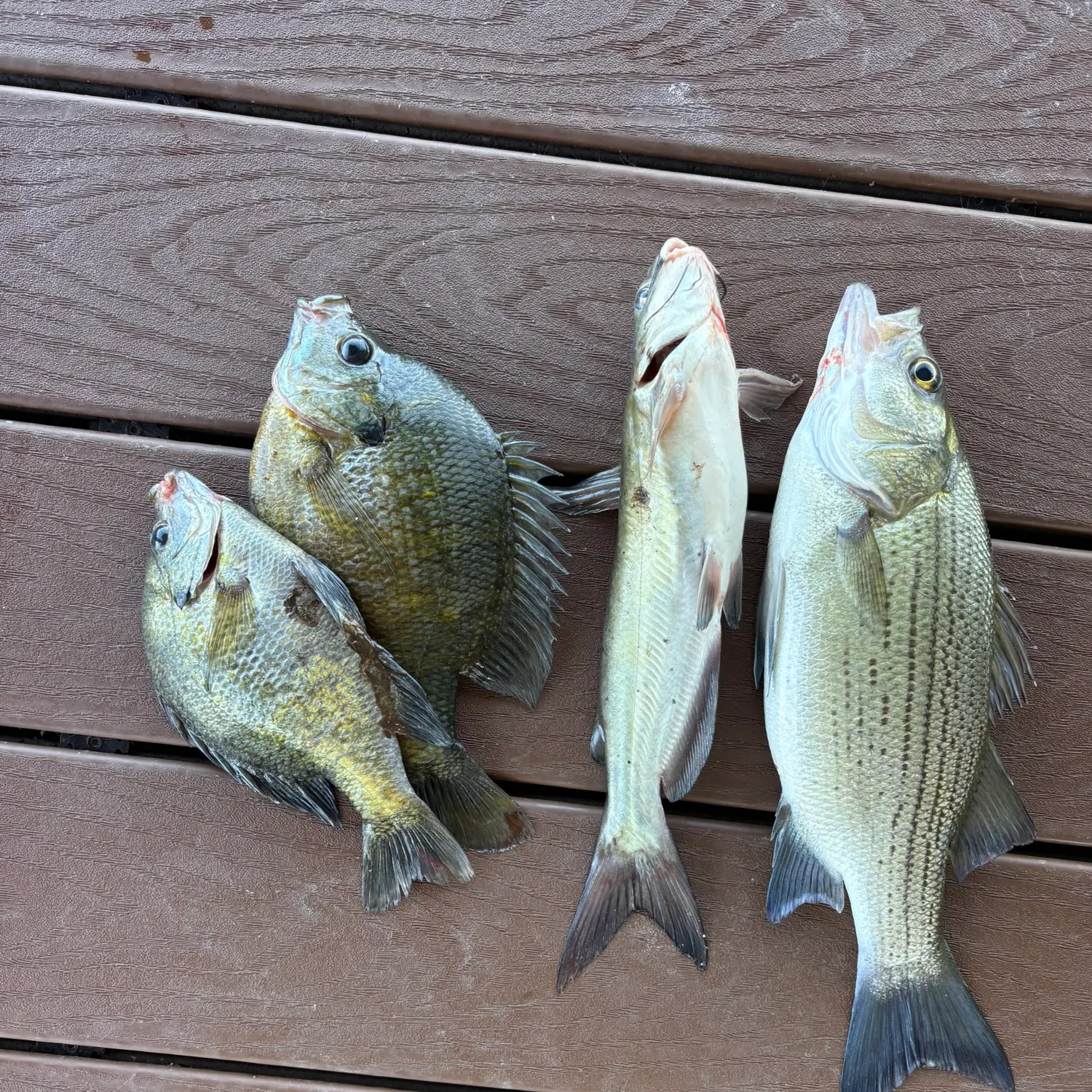 recently logged catches