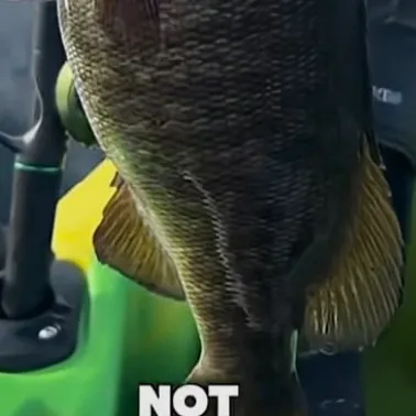 Smallmouth bass caught on Fishbrain