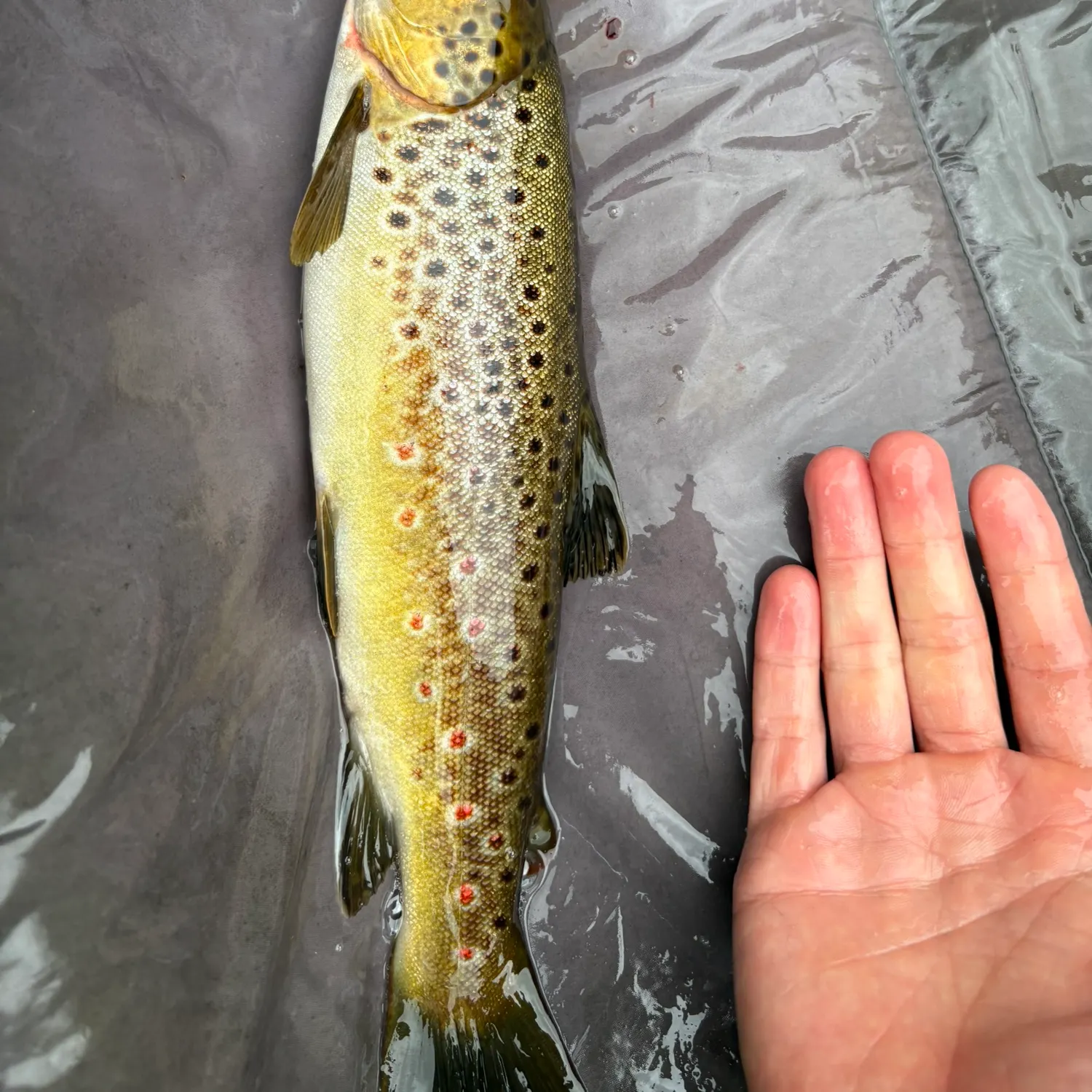 Brown trout caught on Fishbrain