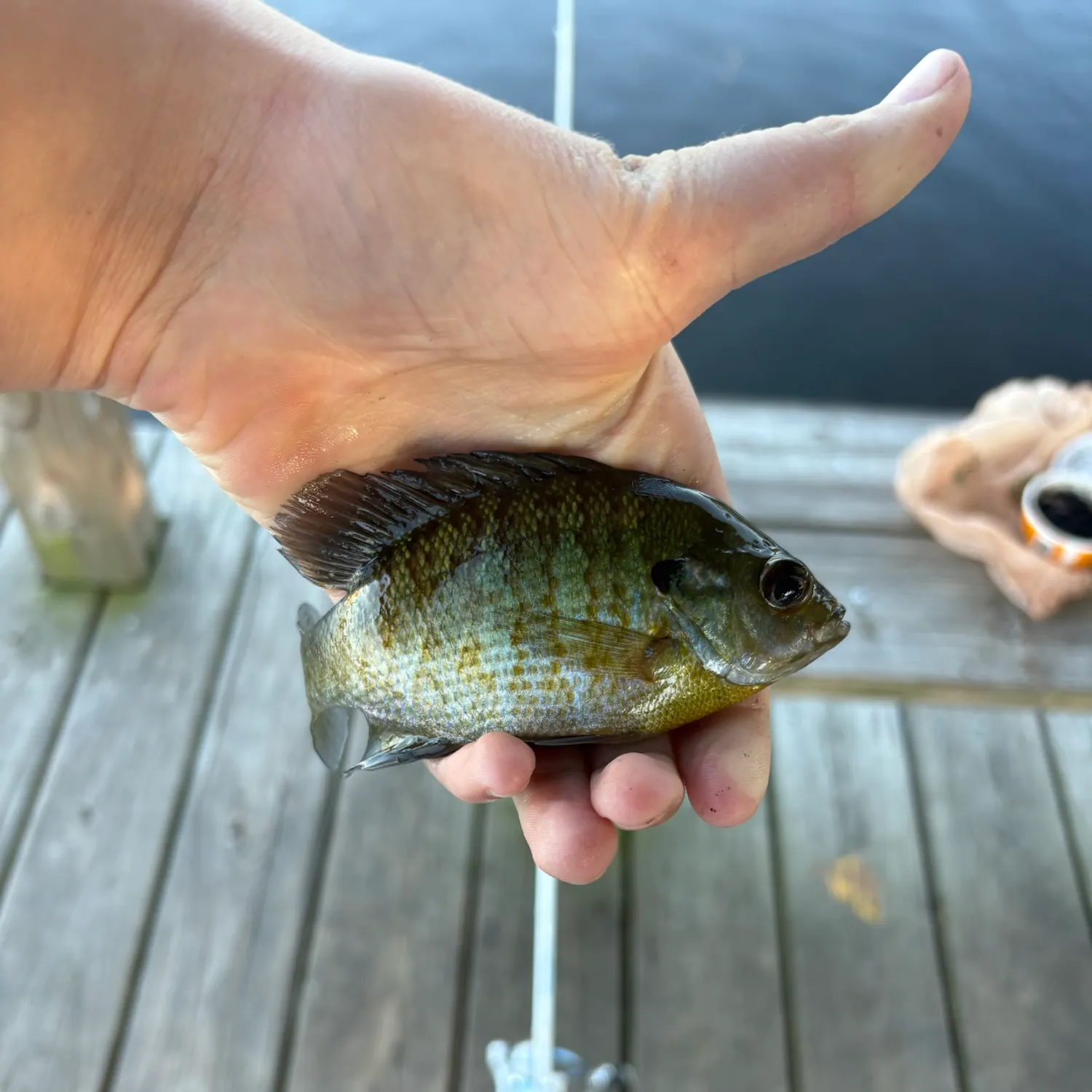Bluegill caught on Fishbrain