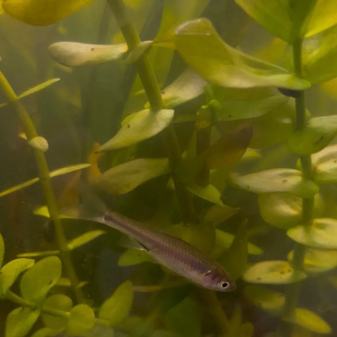 The most recent Common shiner catches on Fishbrain