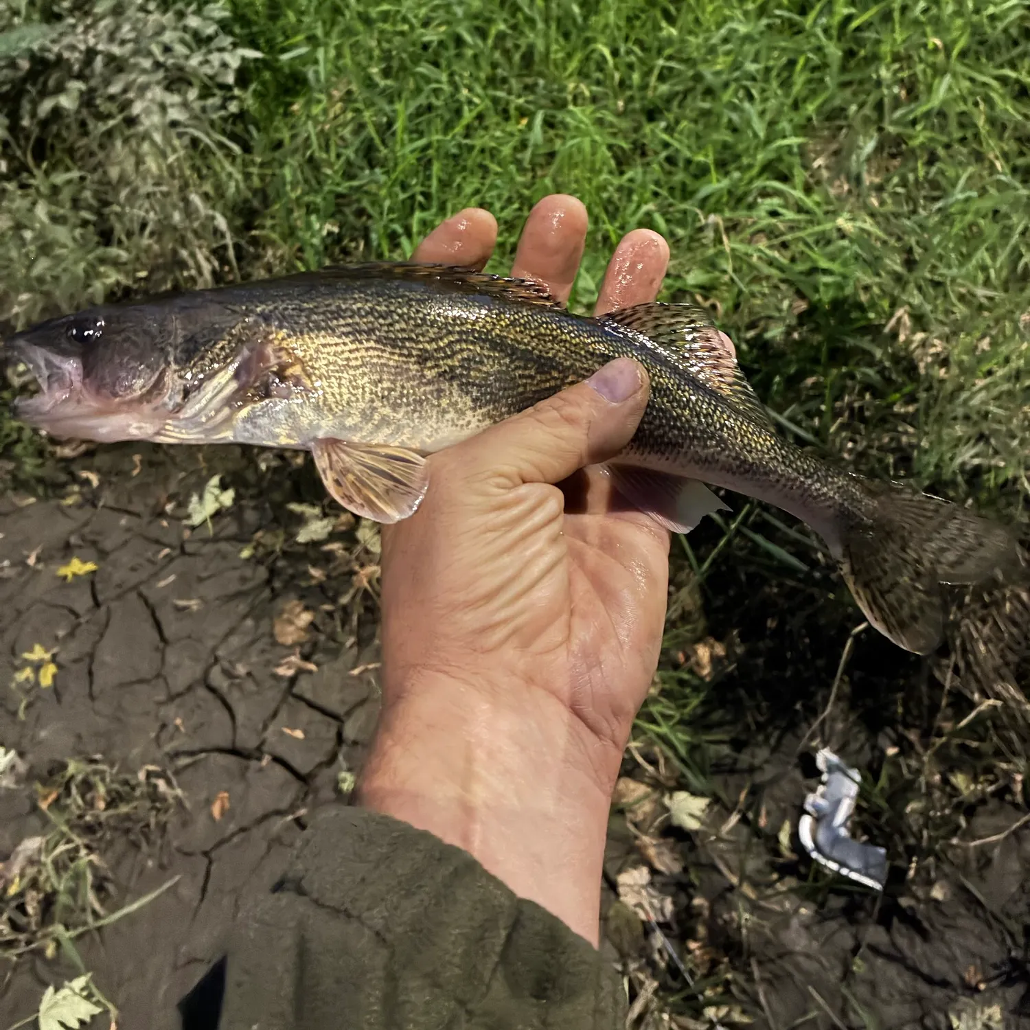 Sauger caught on Fishbrain