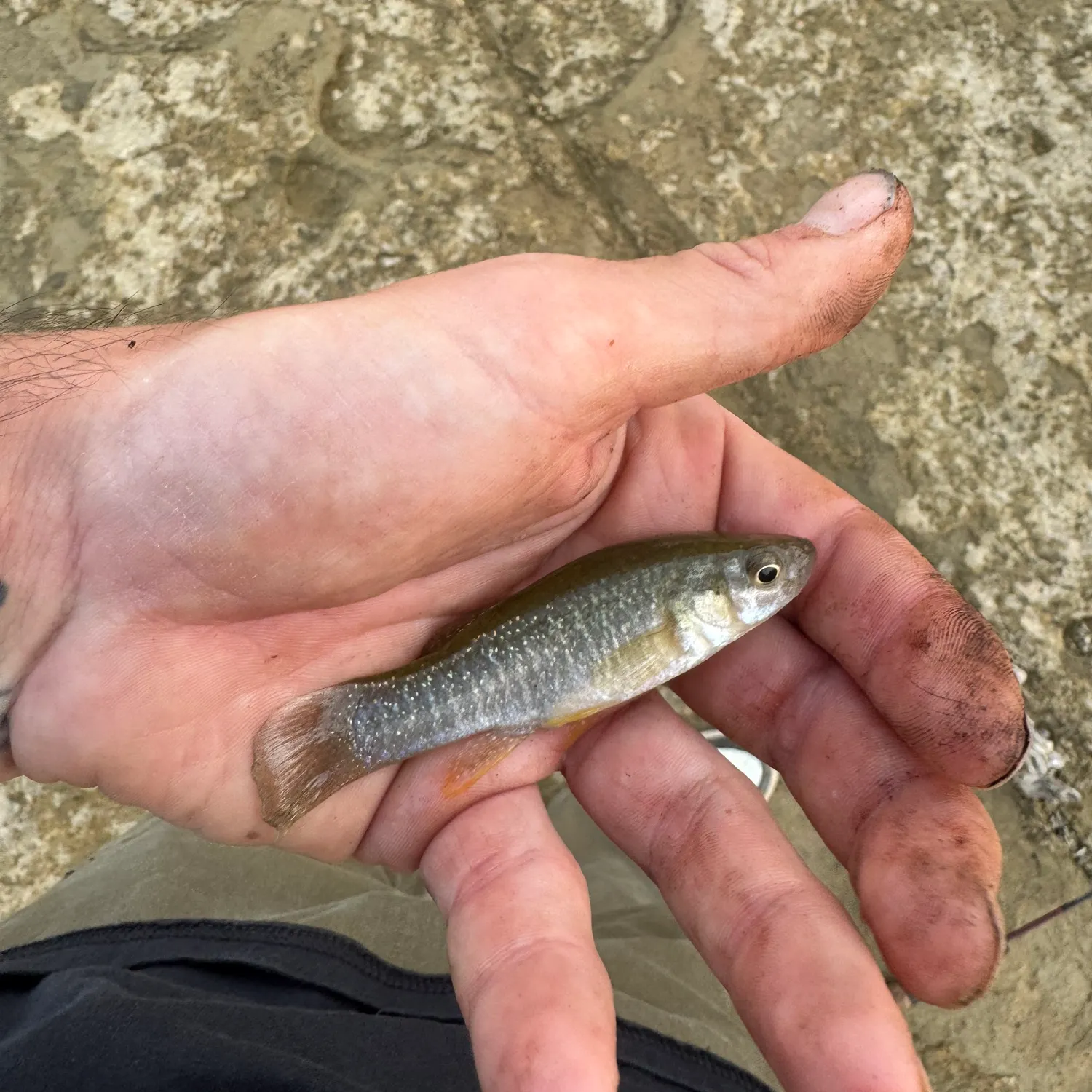 The most recent Gulf killifish catches on Fishbrain