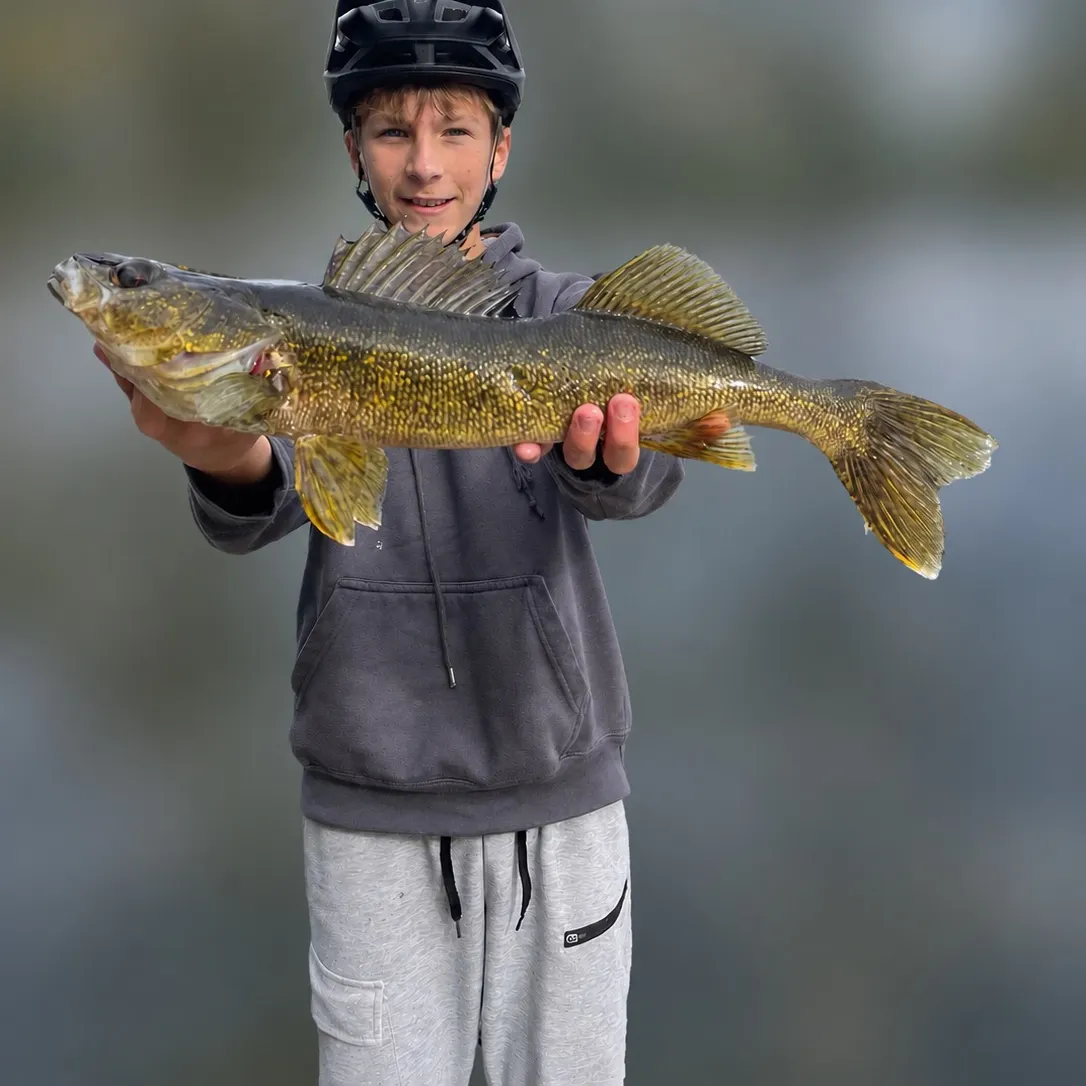 Walleye caught on Fishbrain