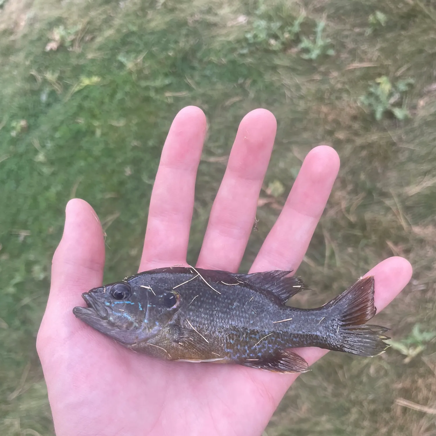 Green sunfish caught on Fishbrain