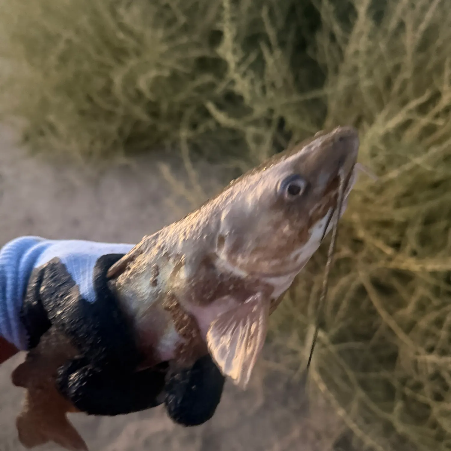 Channel catfish caught on Fishbrain