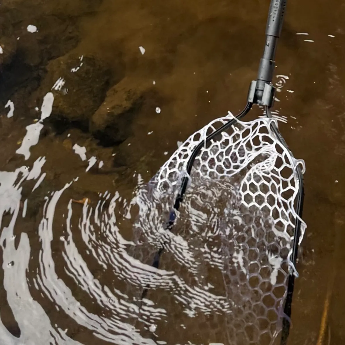 Rainbow trout caught on Fishbrain