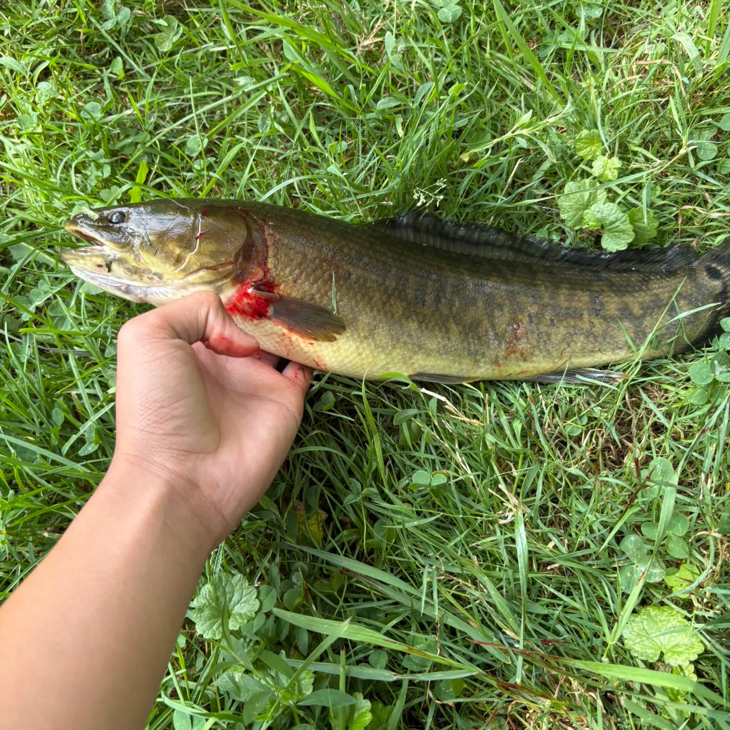 catch