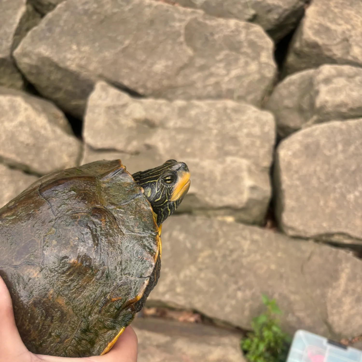 The most recent Northern map turtle catches on Fishbrain