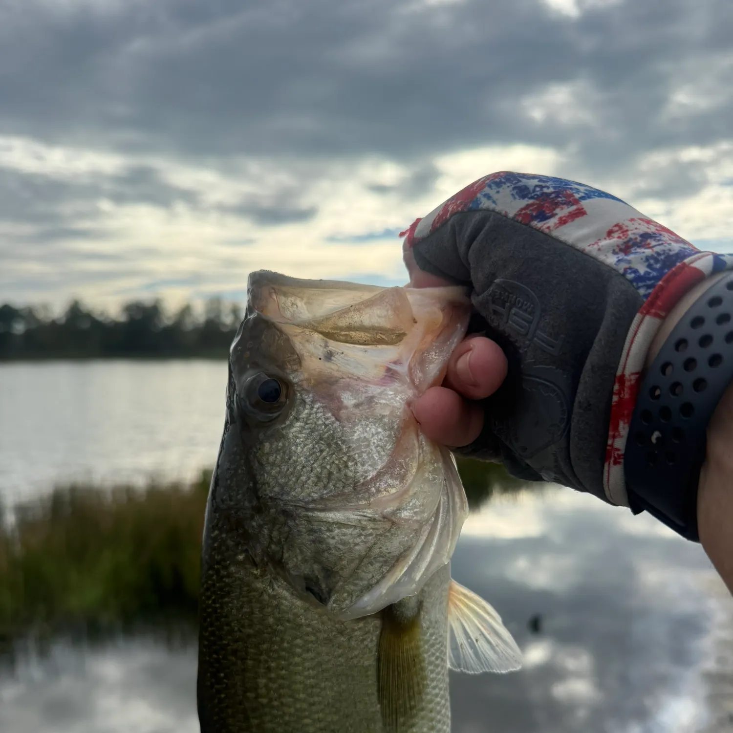 Florida bass caught on Fishbrain