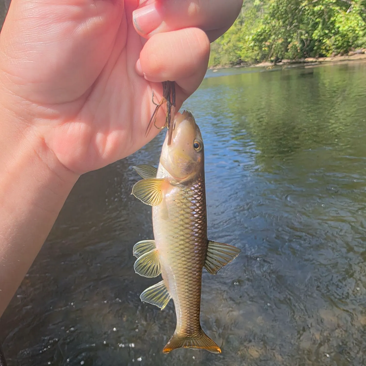 The most recent River chub catches on Fishbrain
