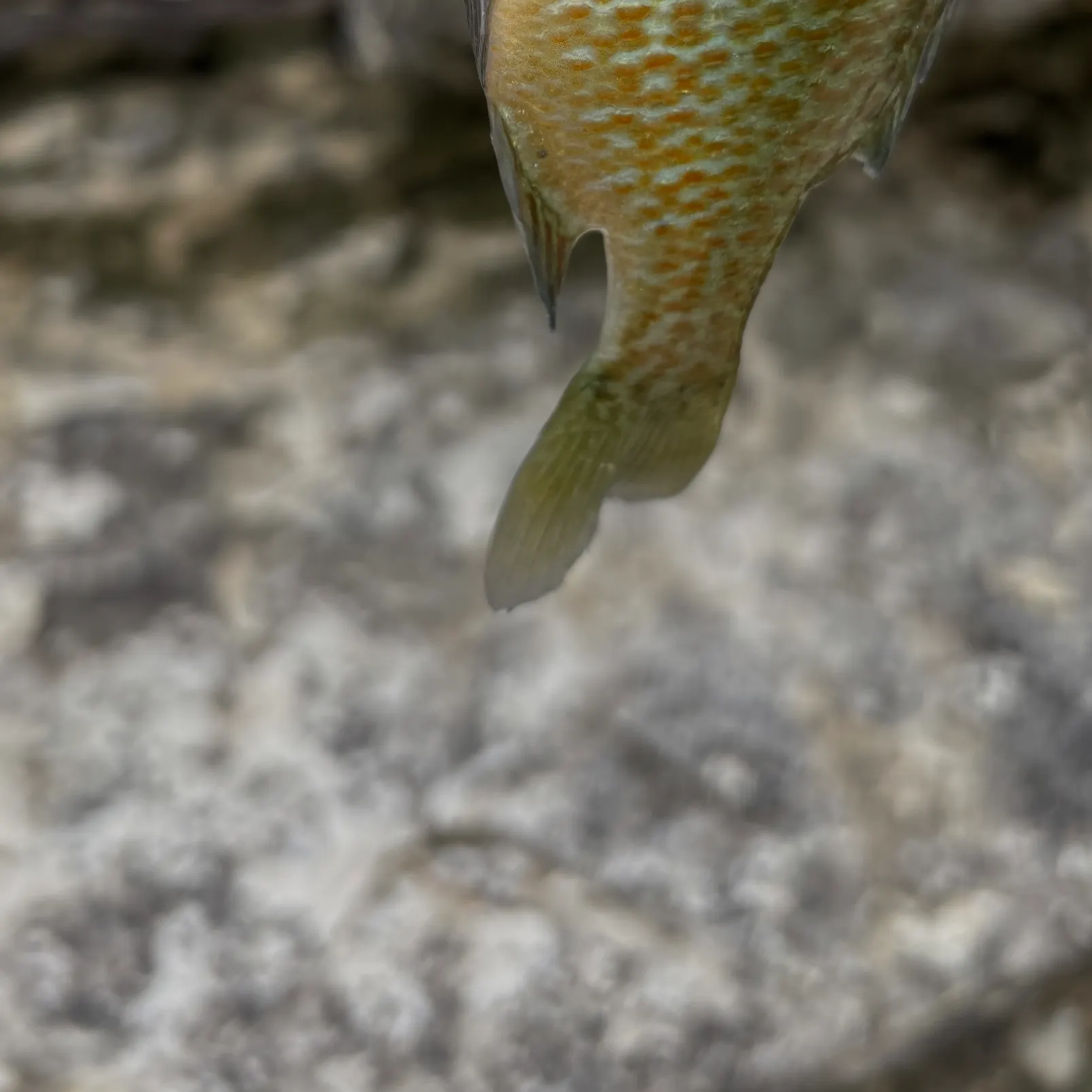 Bluegill caught on Fishbrain