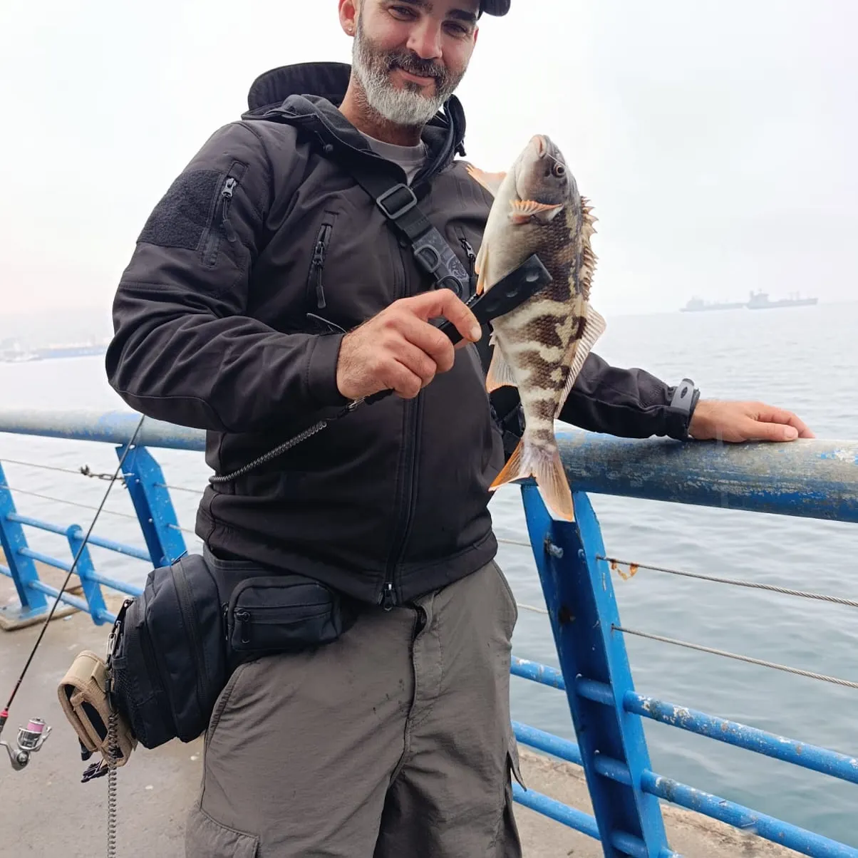 The most recent Redfingers catches on Fishbrain