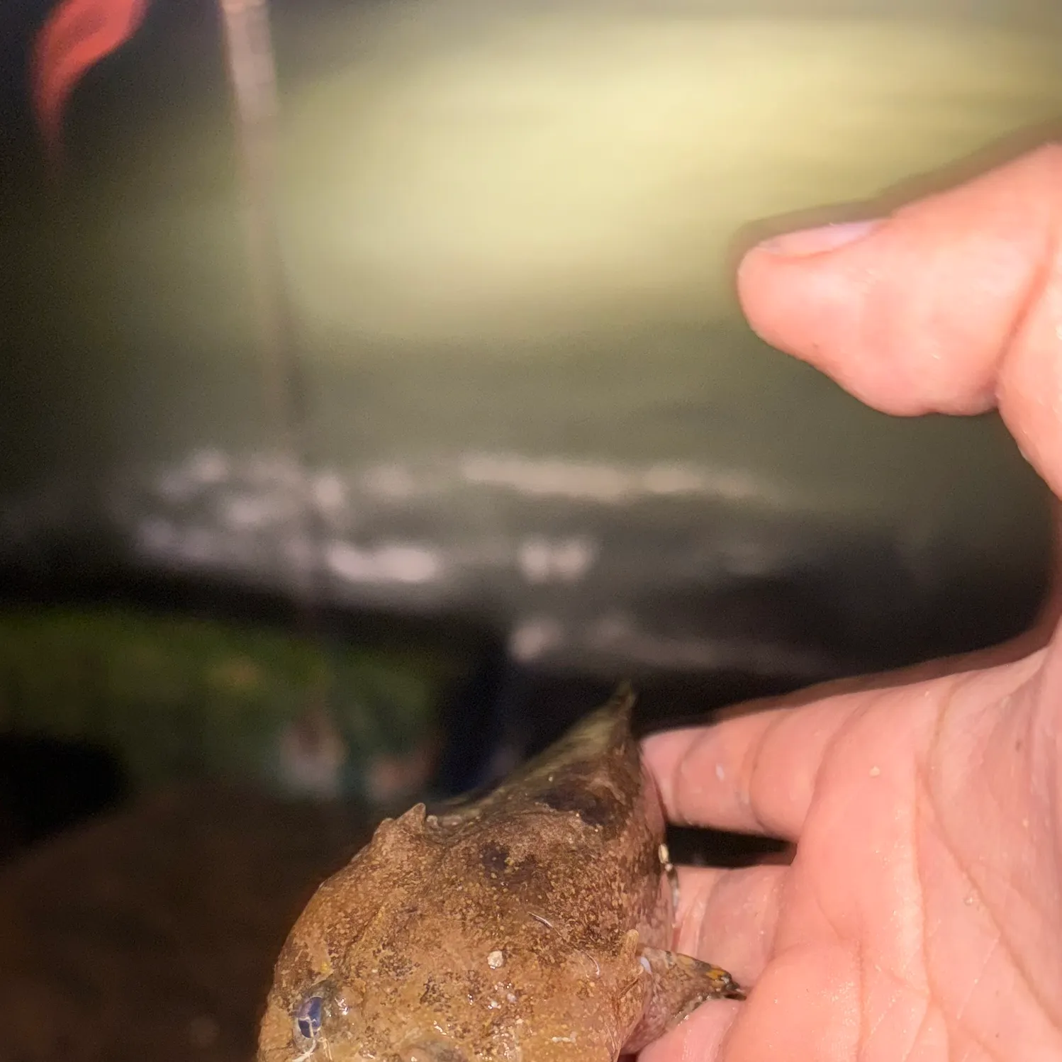 The most recent Banded frogfish catches on Fishbrain