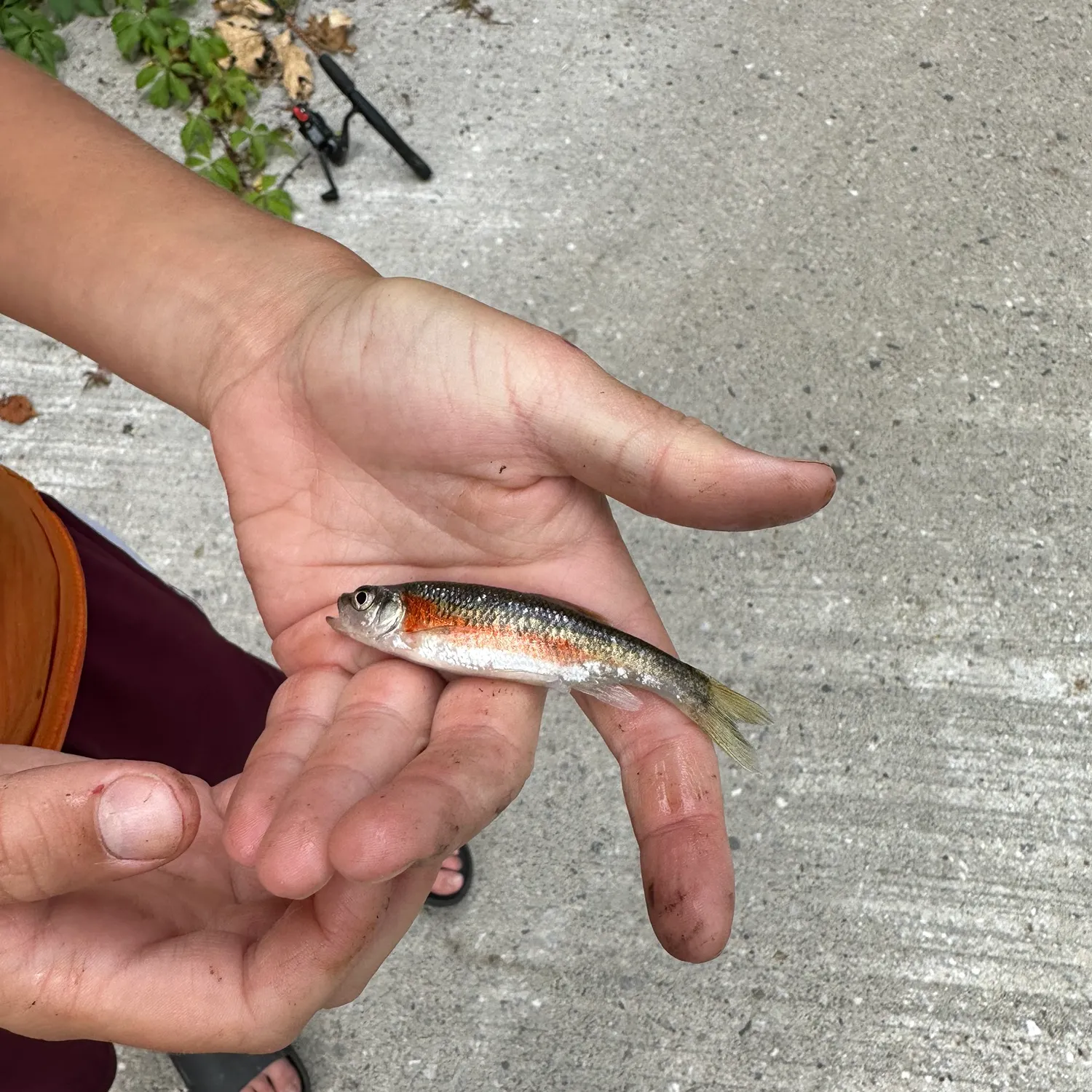 The most recent Redside dace catches on Fishbrain