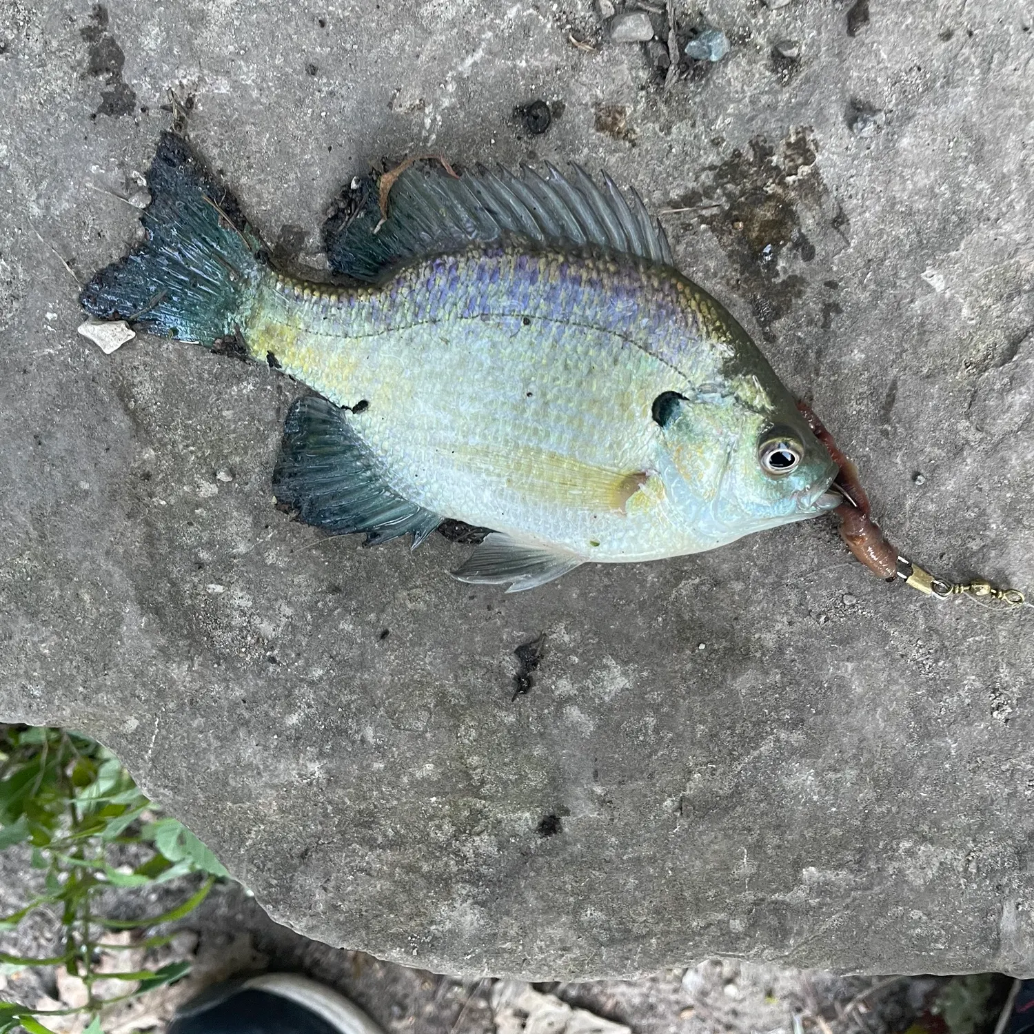 Bluegill caught on Fishbrain