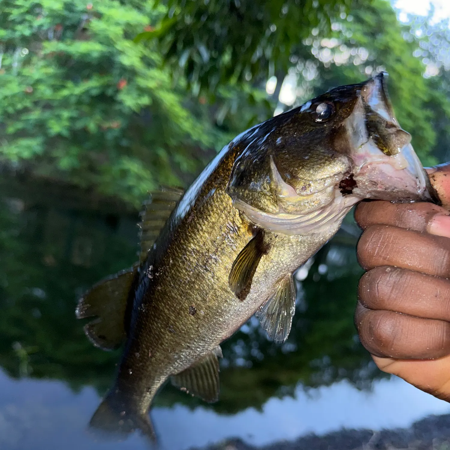Largemouth bass caught on Fishbrain