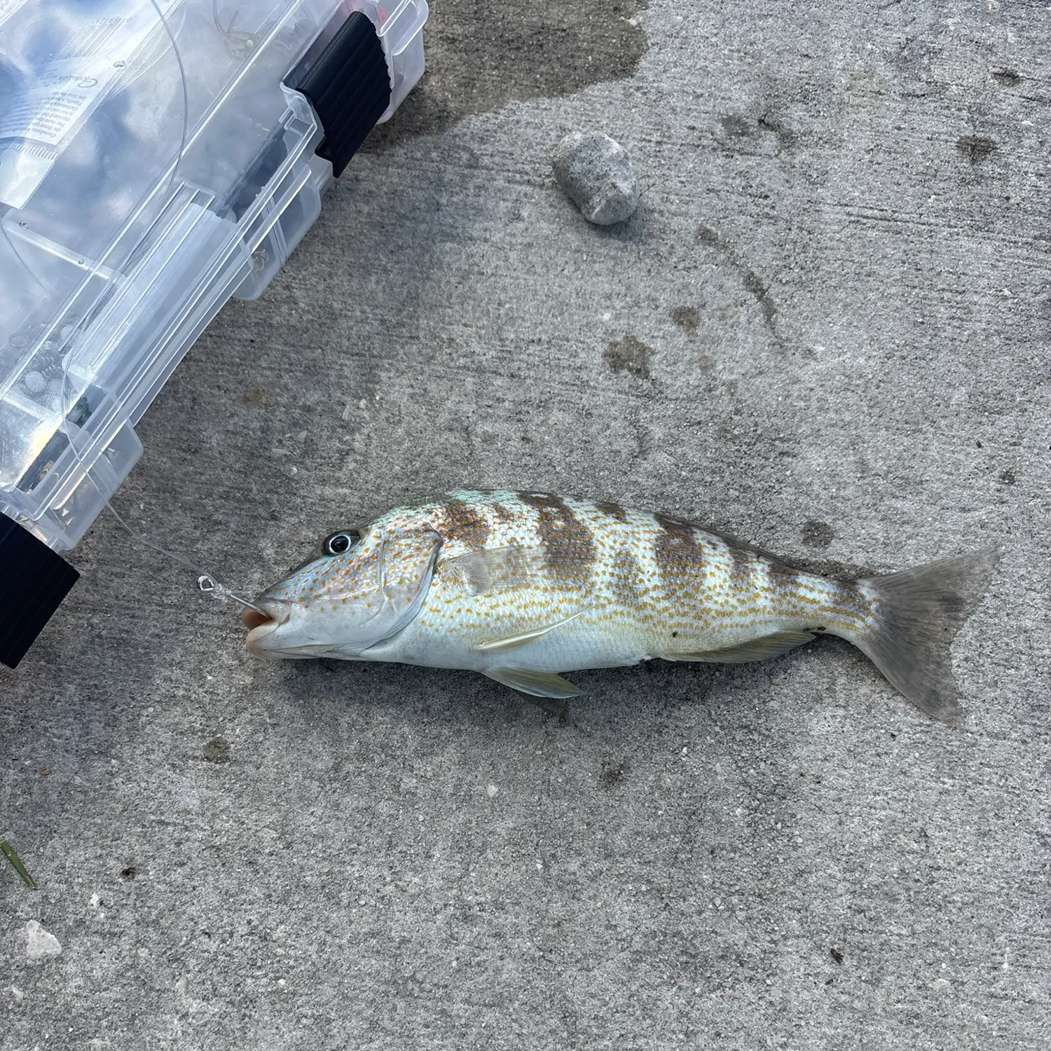 The most recent Oriental sweetlips catches on Fishbrain