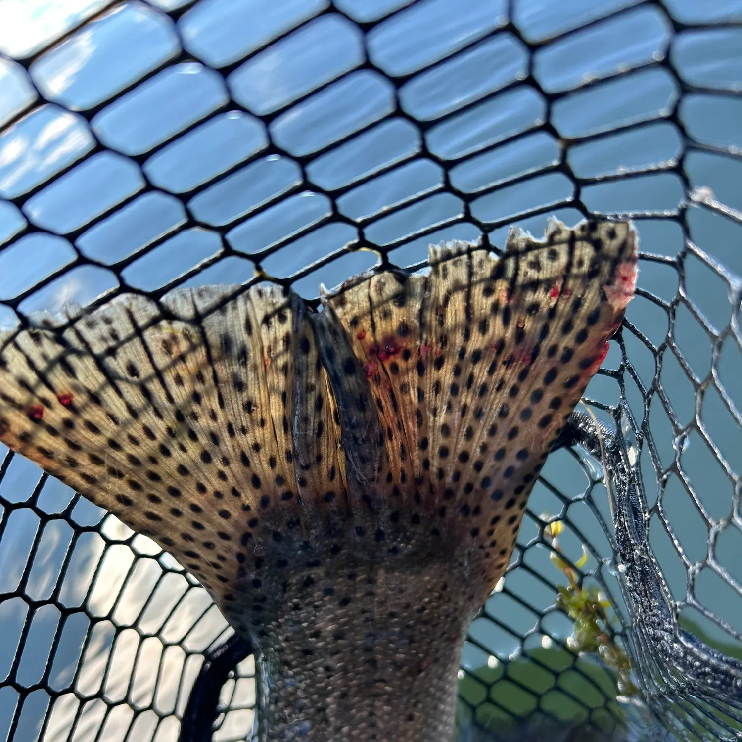 The most recent Great basin redband trout catches on Fishbrain