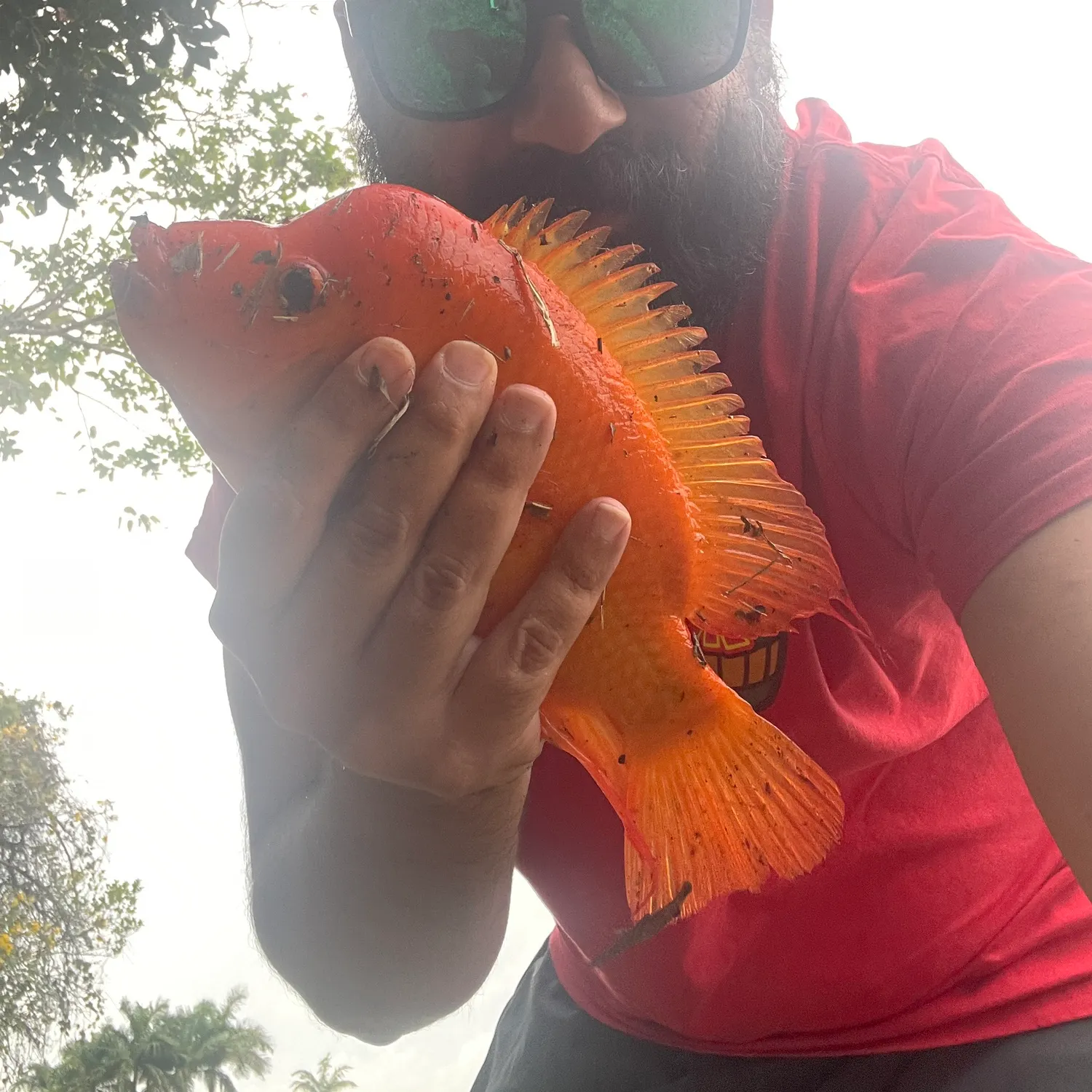 The most recent Red devil cichlid catches on Fishbrain