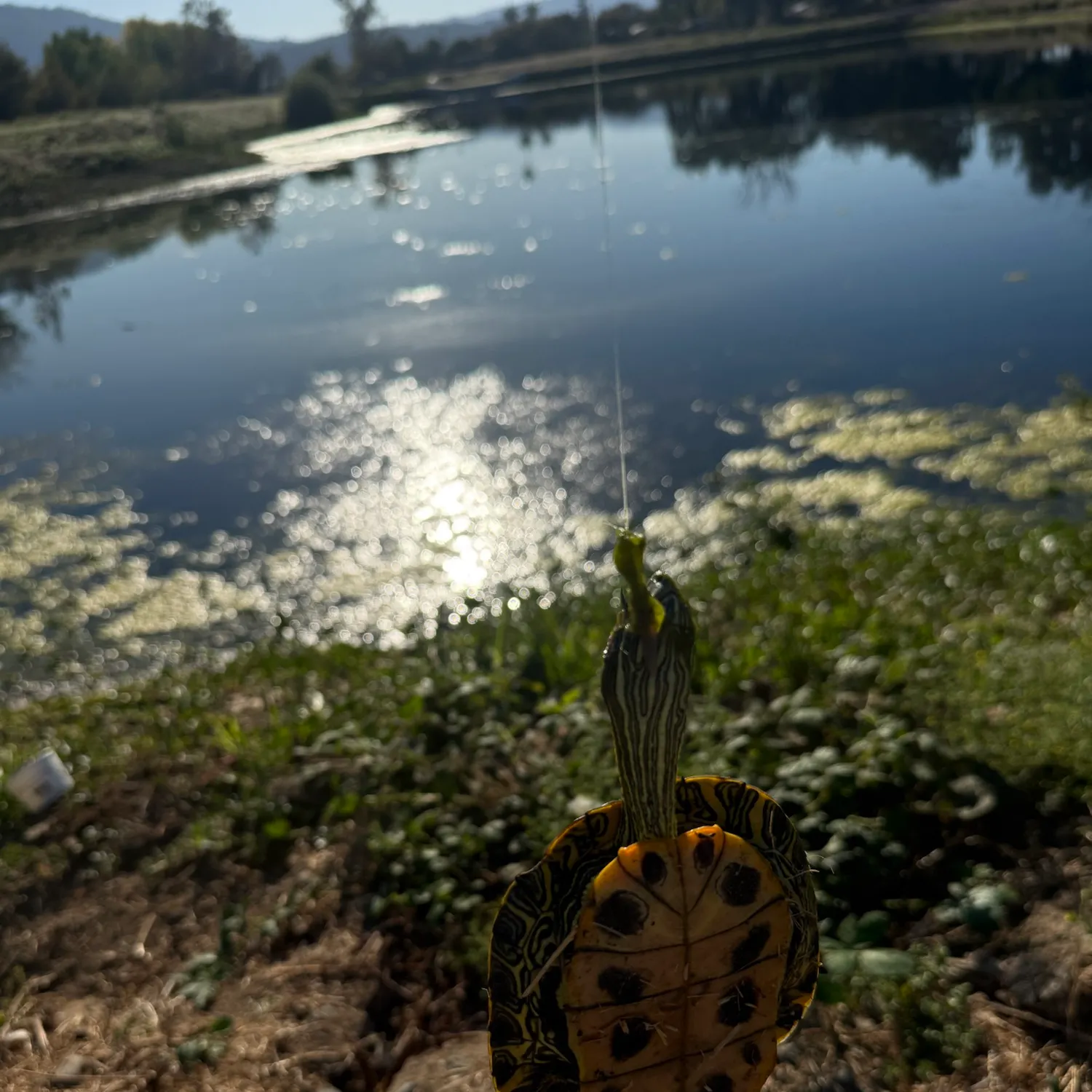 Fish caught on Fishbrain