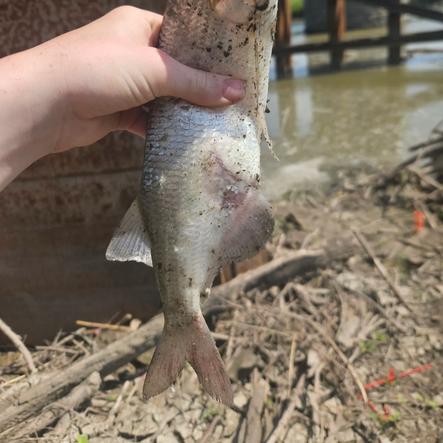 angler catch