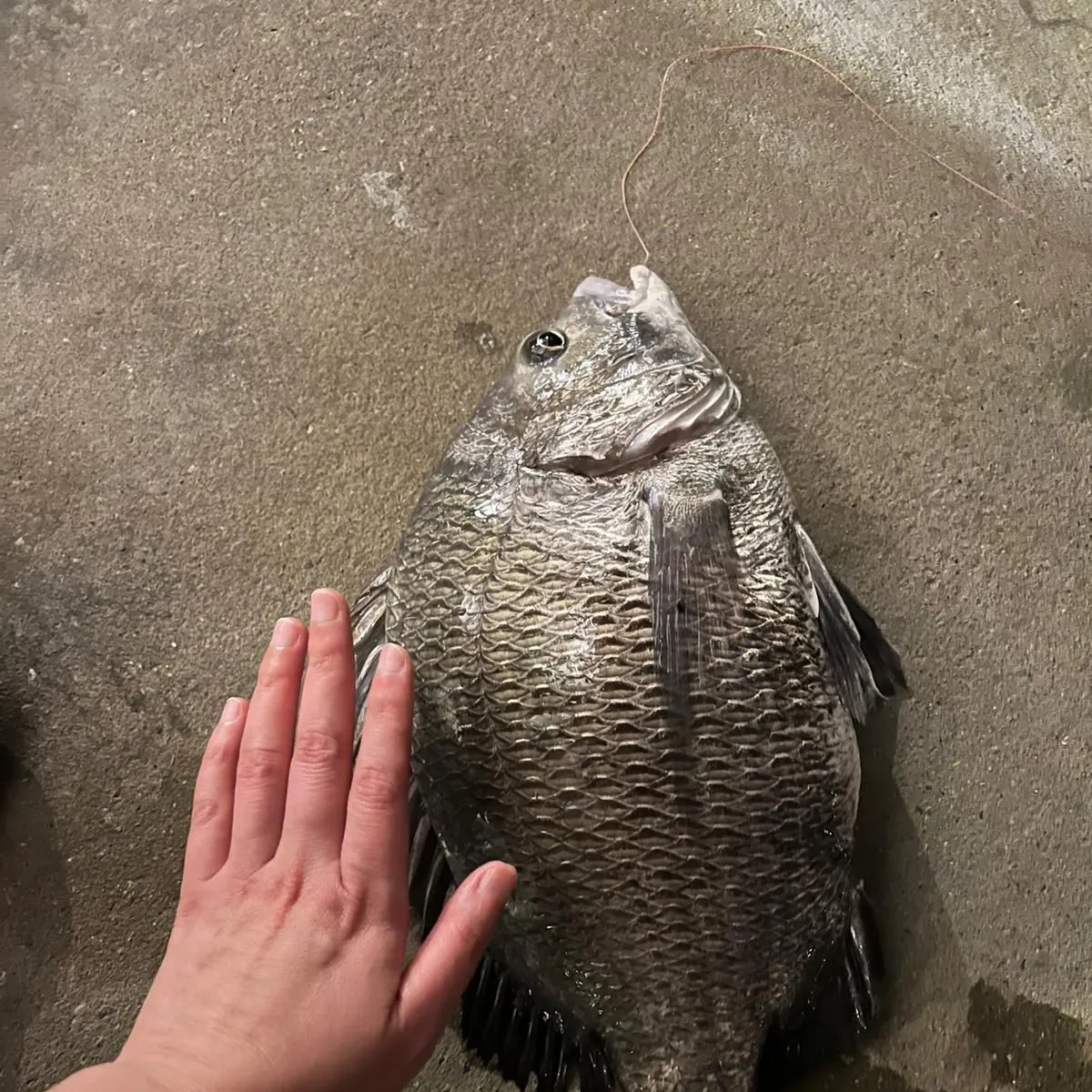 Fish caught on Fishbrain