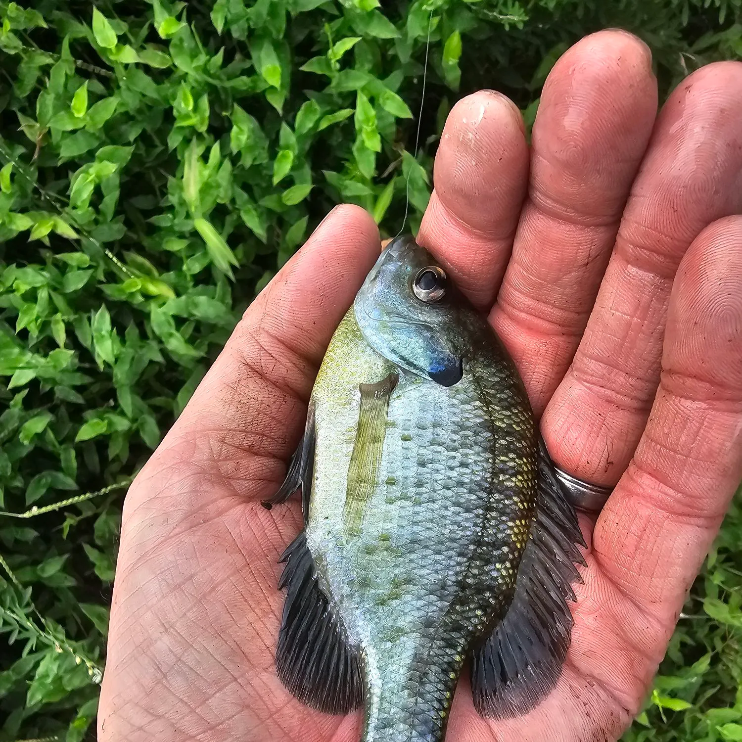 Bluegill caught on Fishbrain