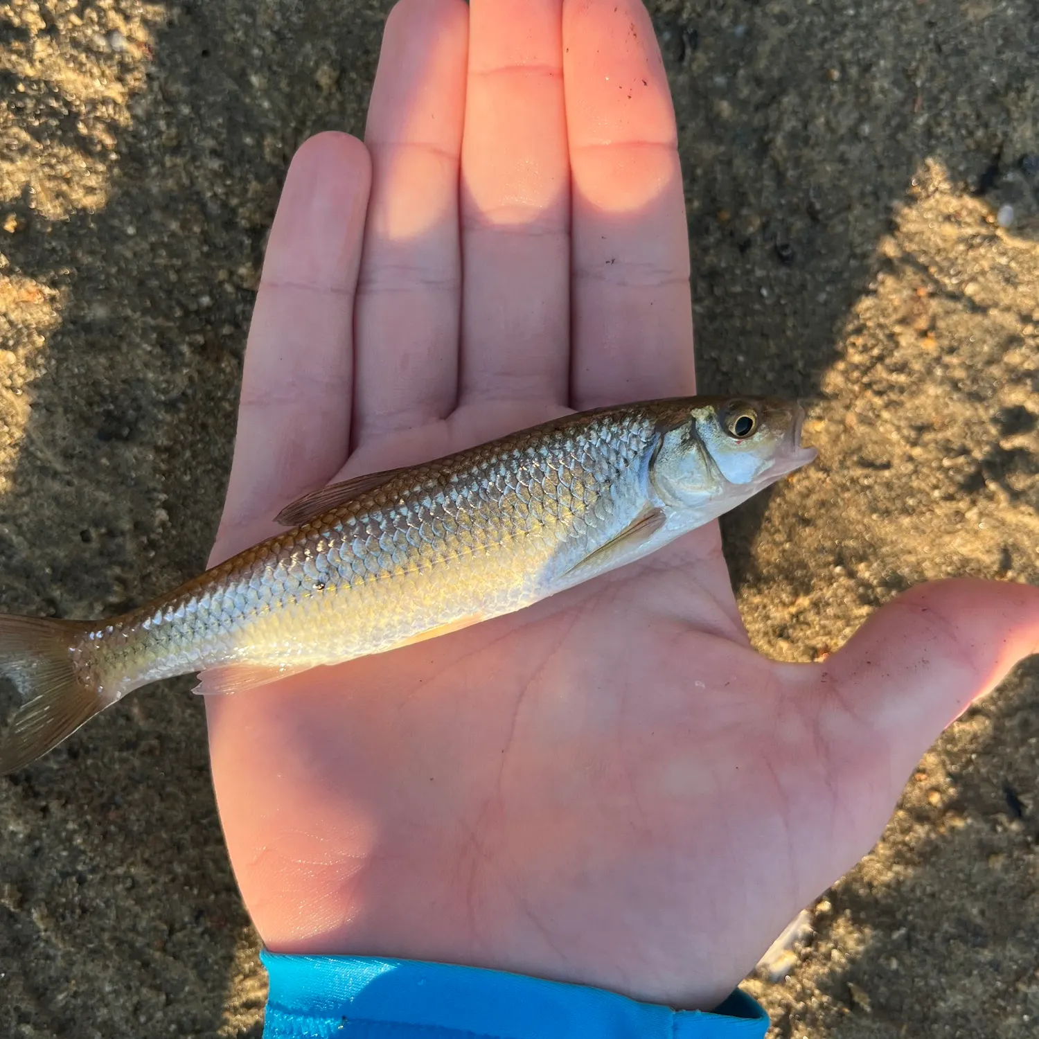 The most recent Vendace catches on Fishbrain