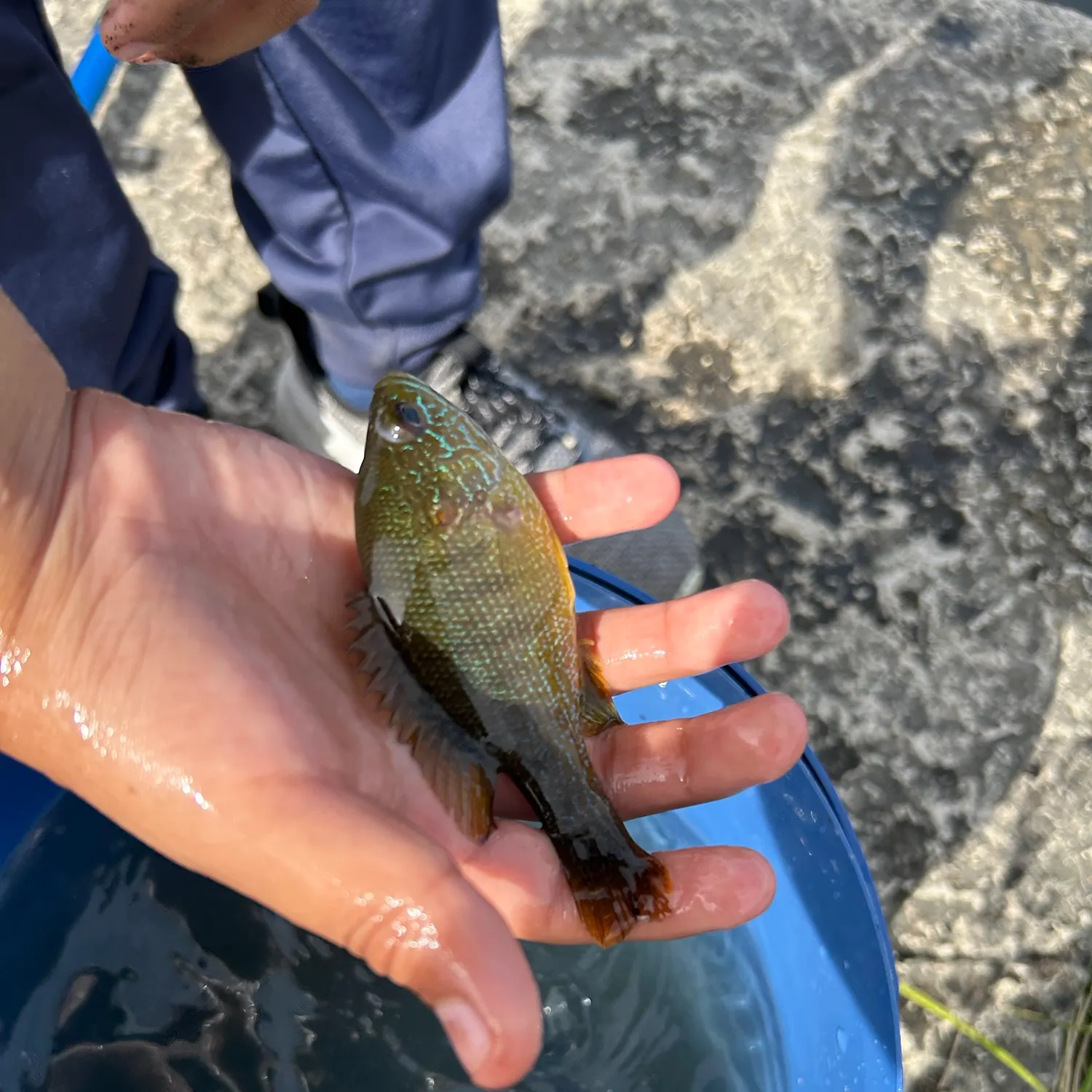 Green sunfish caught on Fishbrain