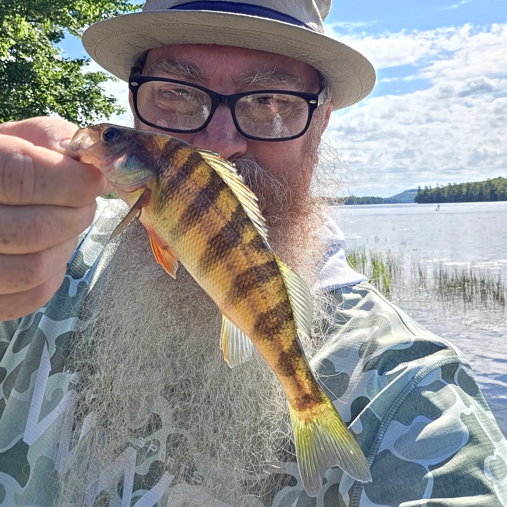Yellow perch caught on Fishbrain