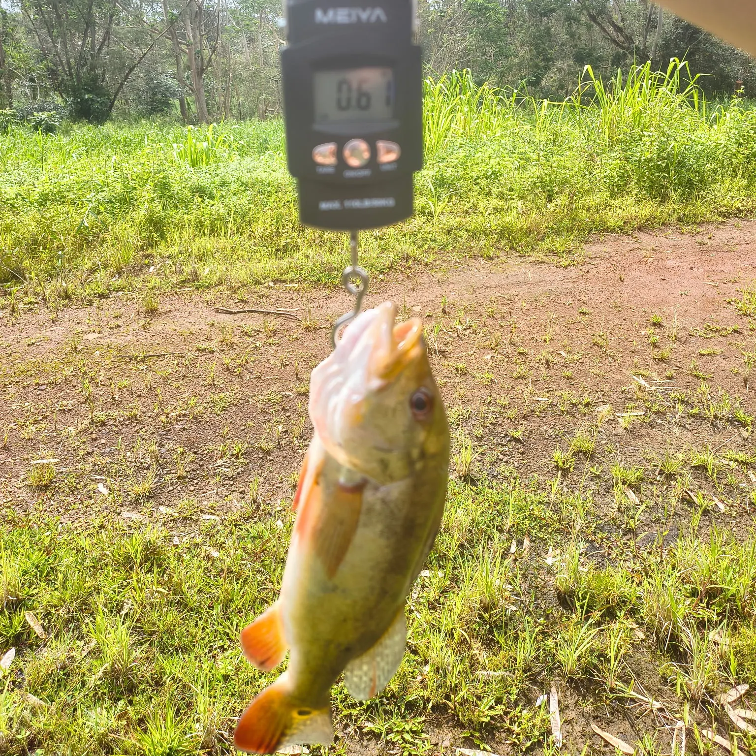 Butterfly peacock bass caught on Fishbrain