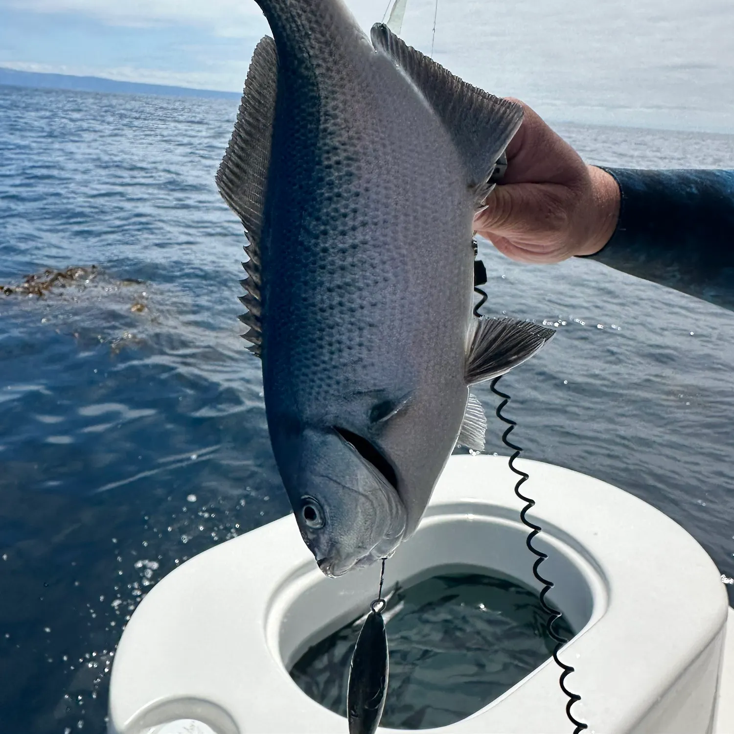 The most recent Halfmoon catches on Fishbrain