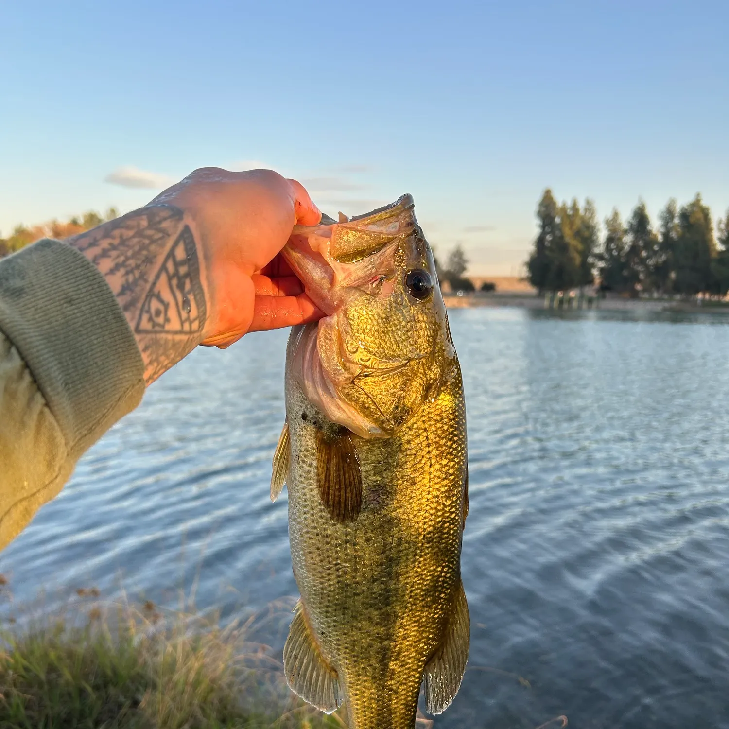 Largemouth bass caught on Fishbrain