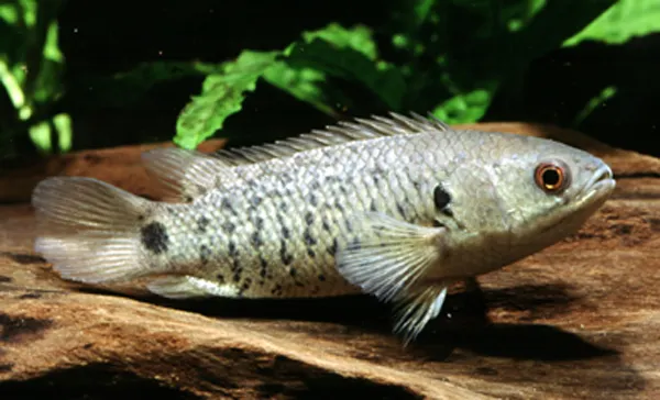 Climbing perch