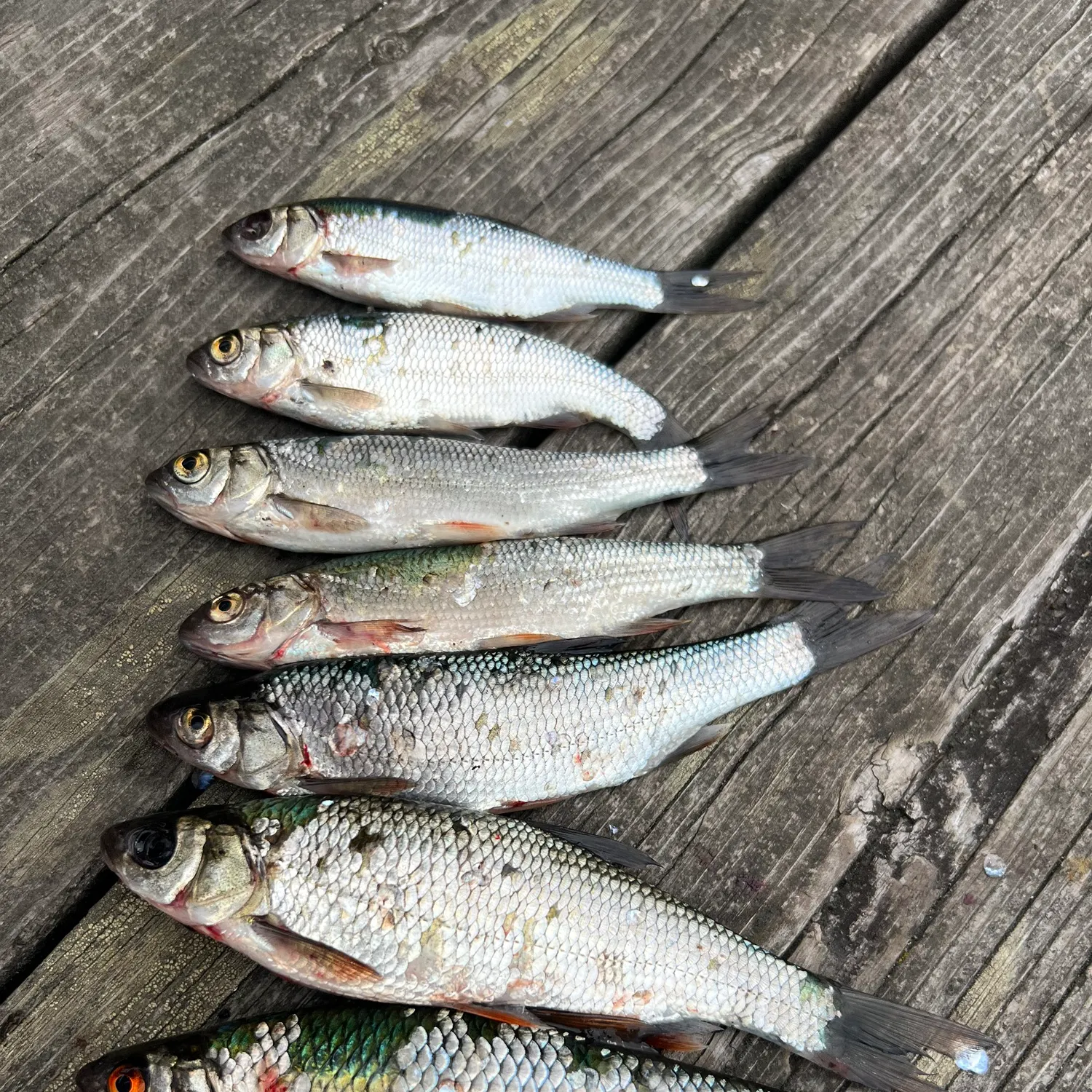 recently logged catches